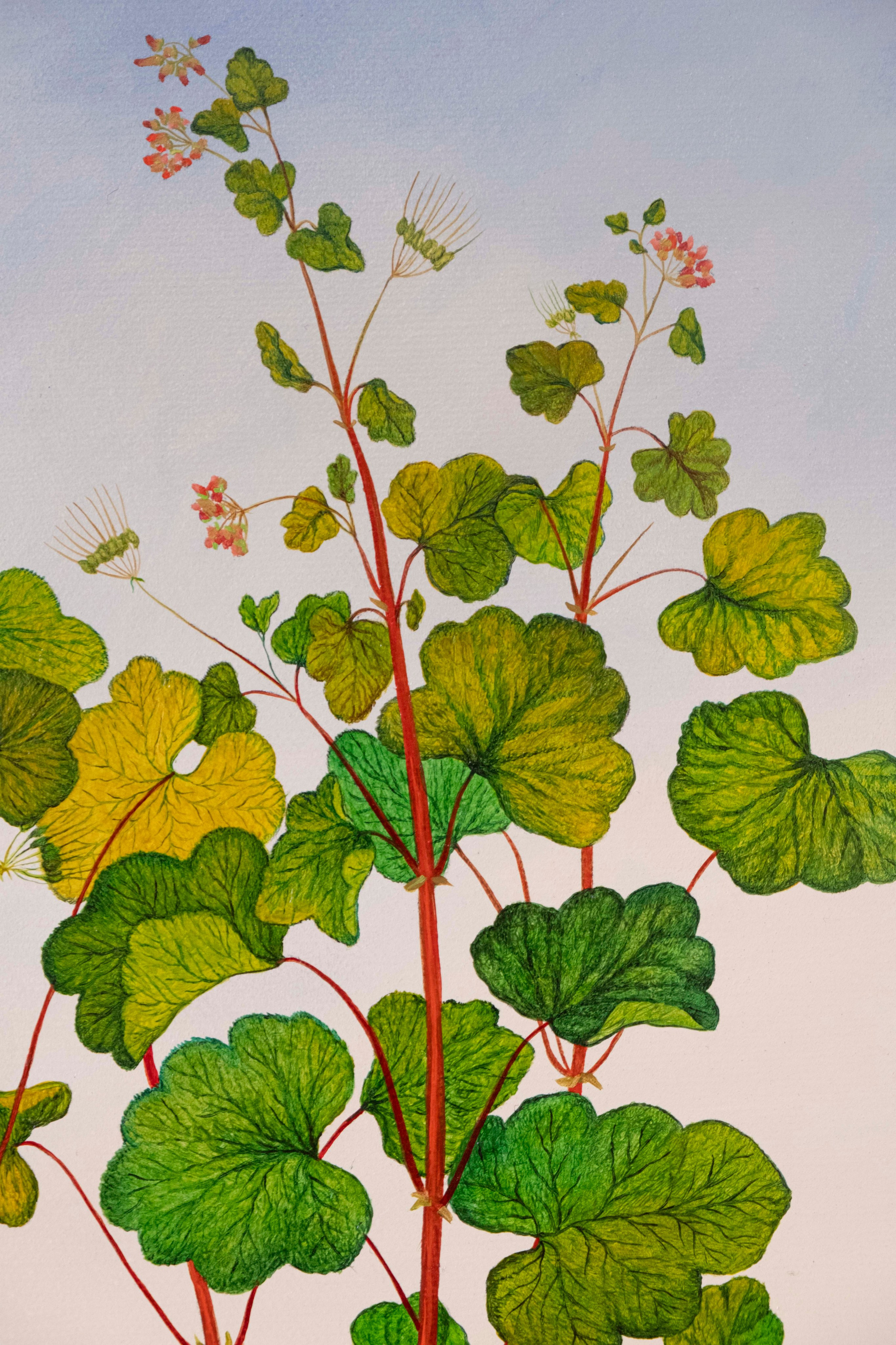 Botanical Etude No. 14. ELEN BEZHEN