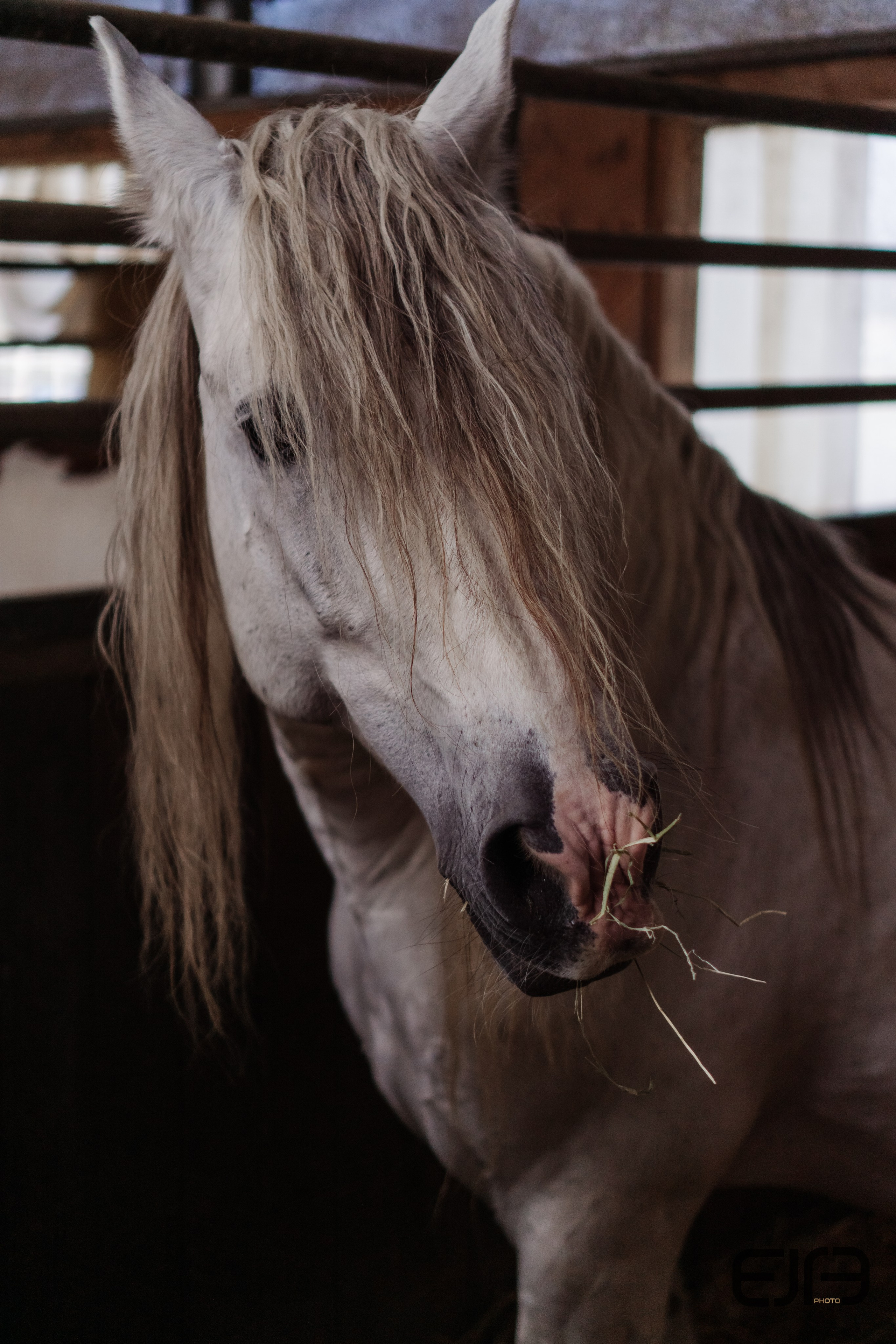 Hobby Horsing am Kaiserstuhl. Kreatives Design & Fotografie – Dein Partner für starke visuelle Auftritte