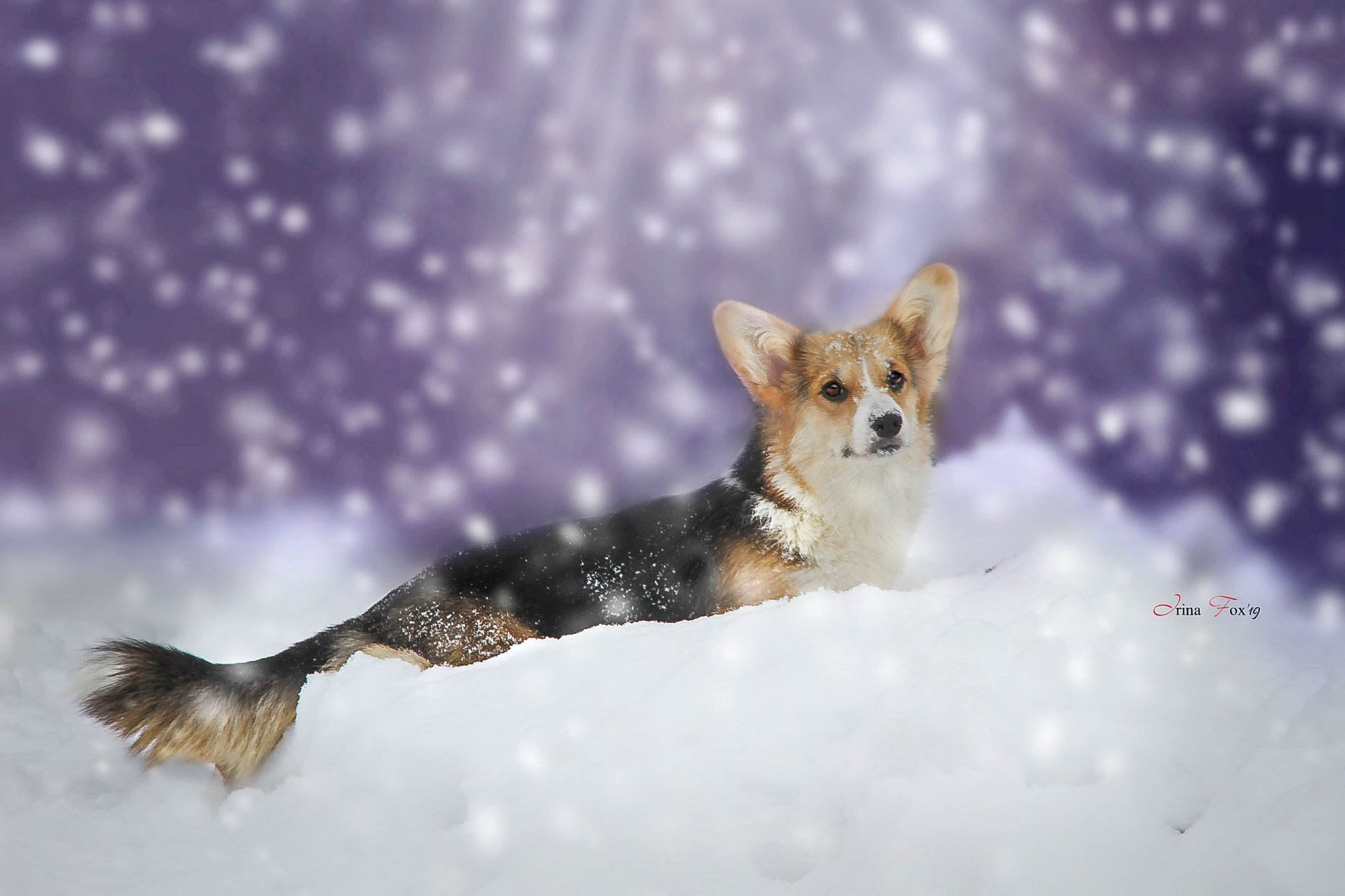 Порт анімал общ. Репортажний фотограф/анімаліст КИЇВ