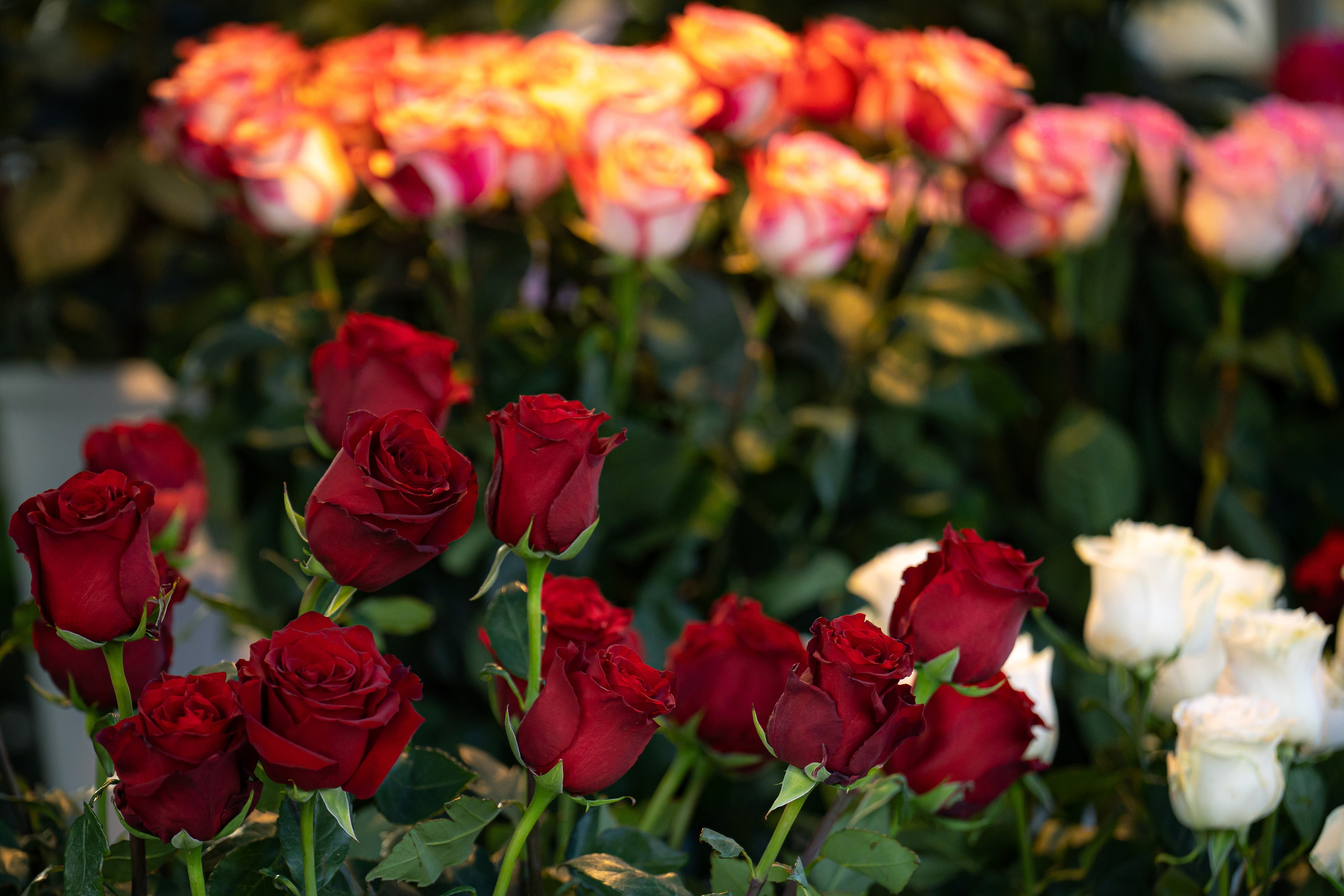 Как мужчины готовились к 8 марта. Георгий Намазов | Фотограф в Ташкенте