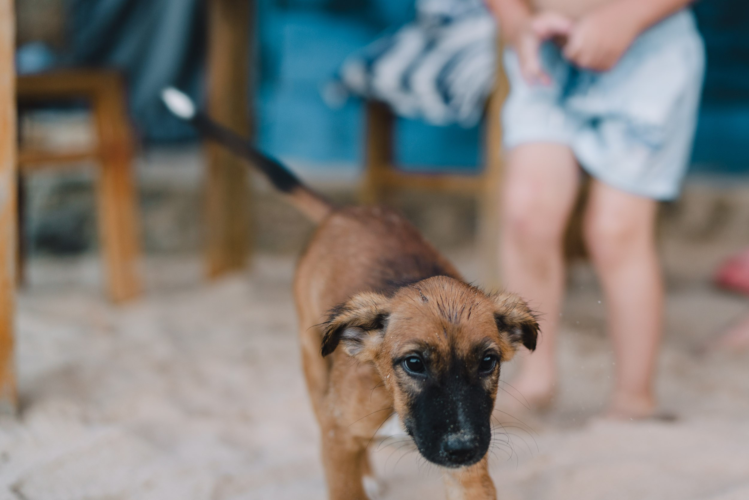 Brown colored puppy looking peacefully and playfully 