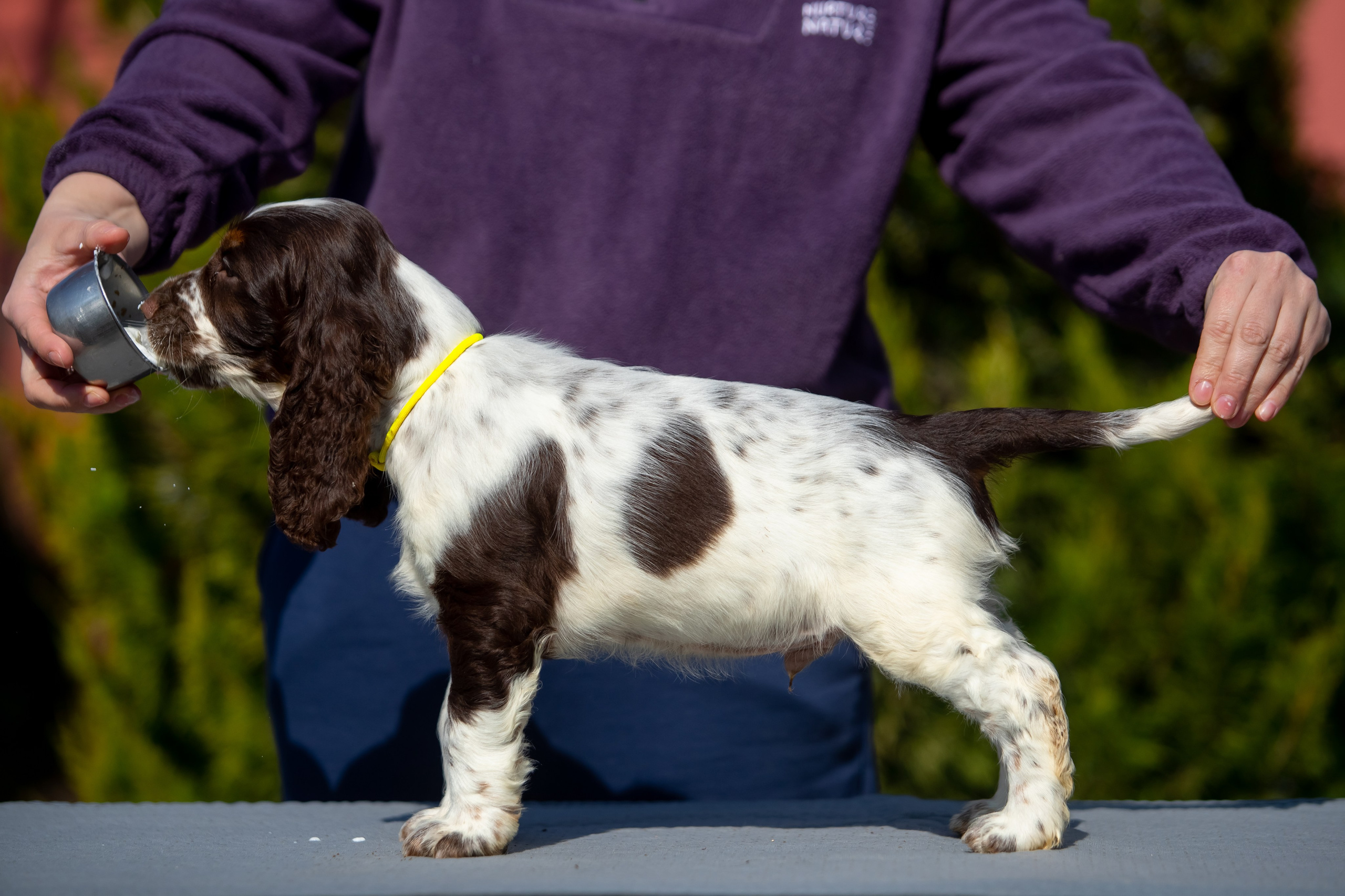 Male — Yellow collar 💛. Website of the titled stud dog of the Springer Spaniel breed