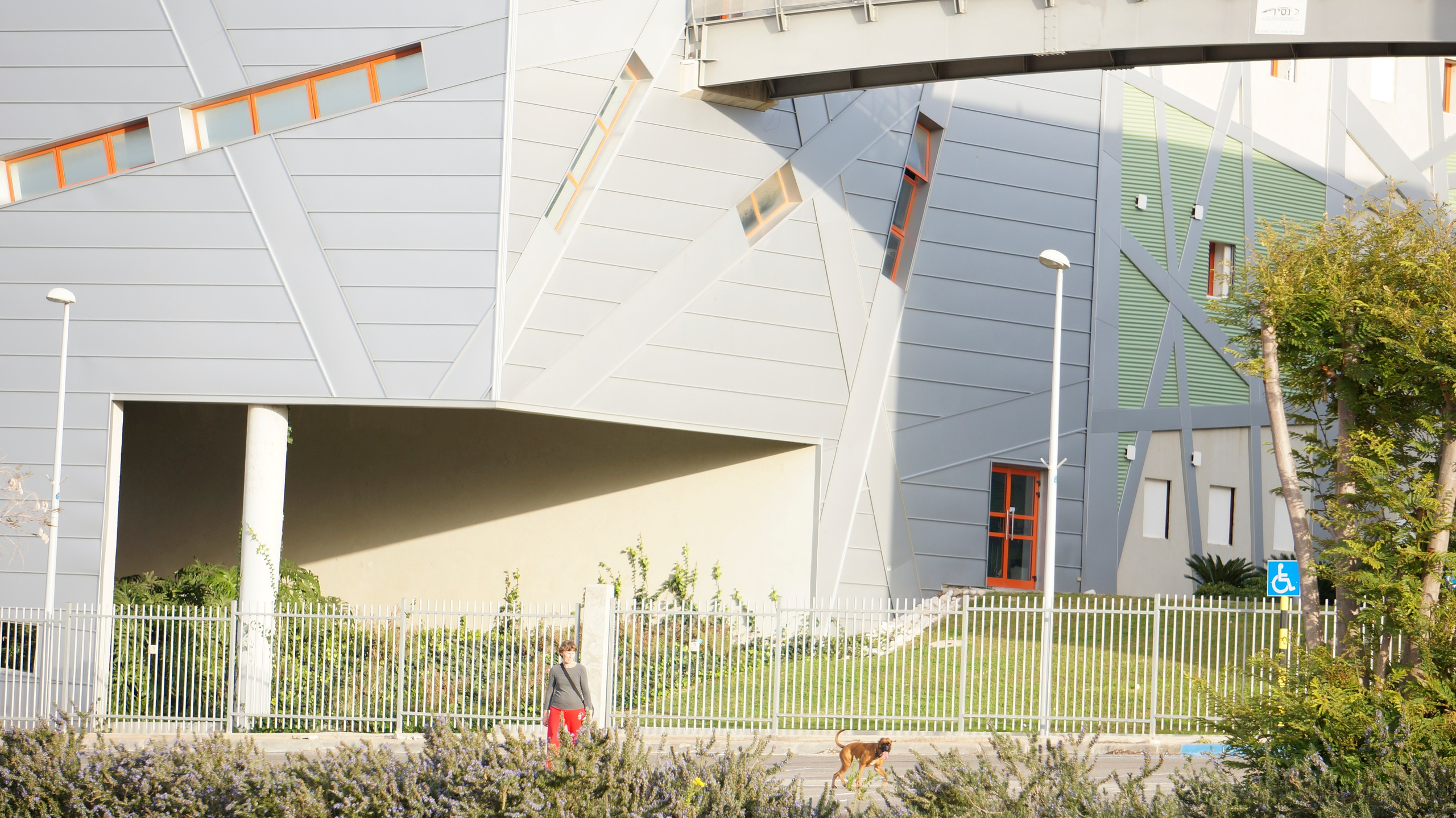 My ״Star״ Boxer Dog