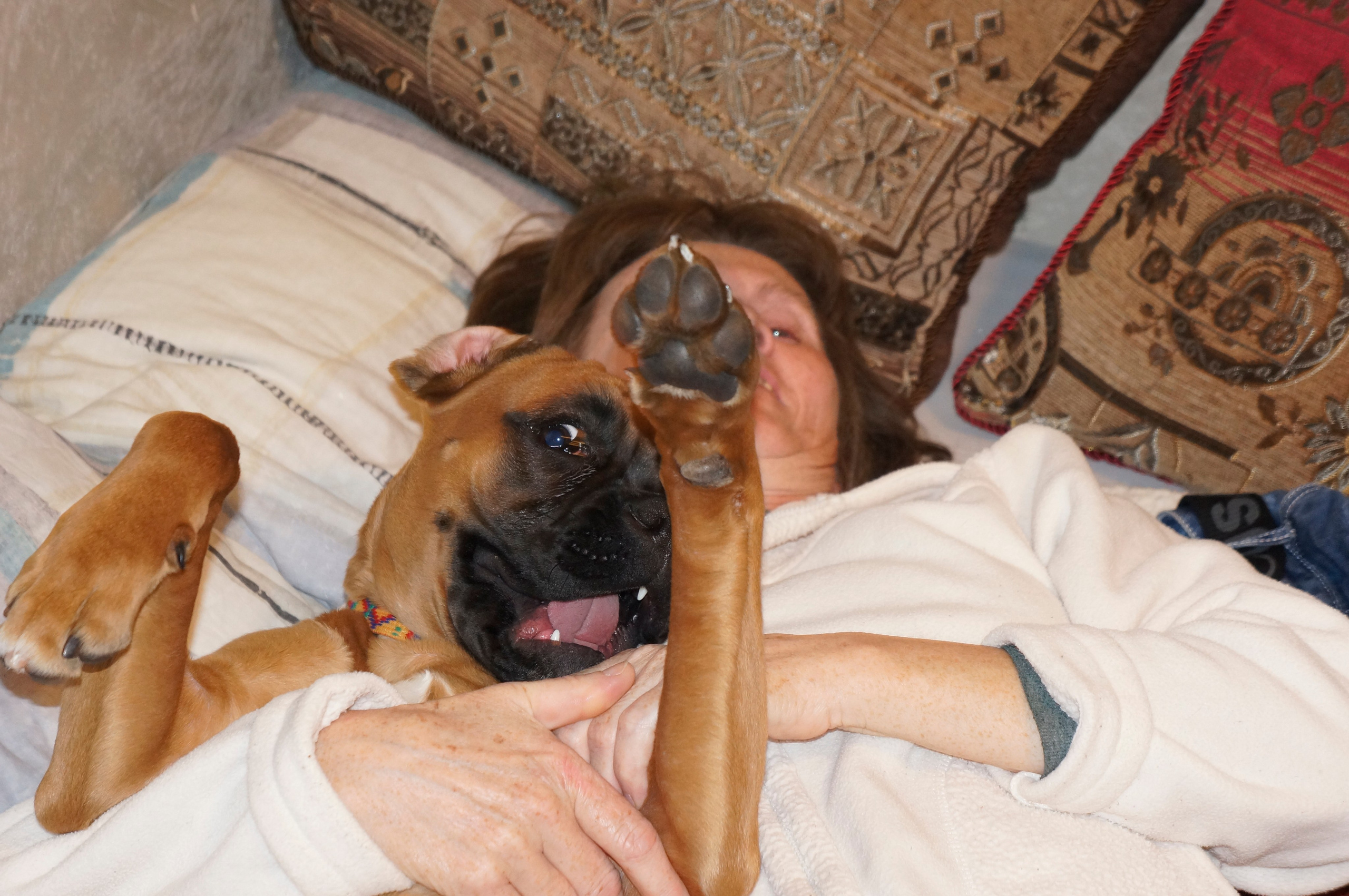 My ״Star״ Boxer Dog