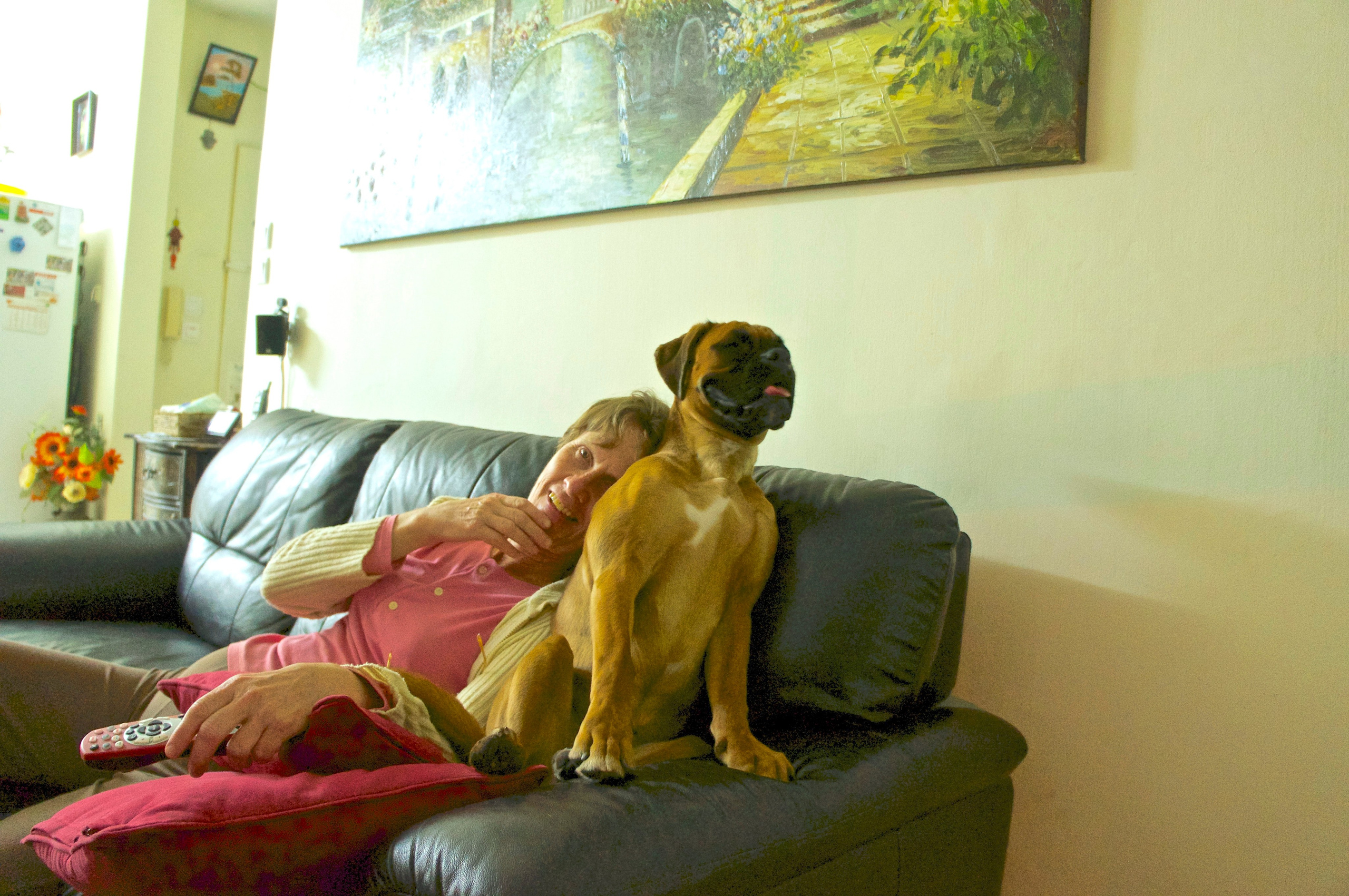 My ״Star״ Boxer Dog