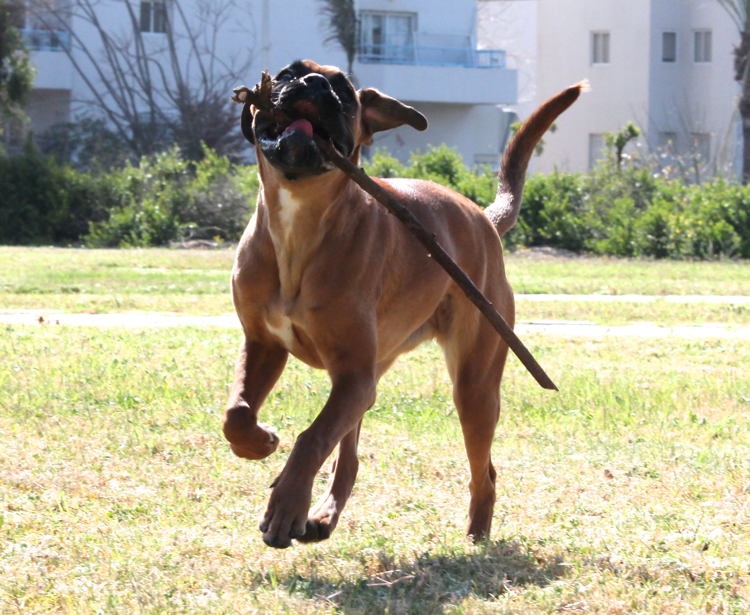 My ״Star״ Boxer Dog