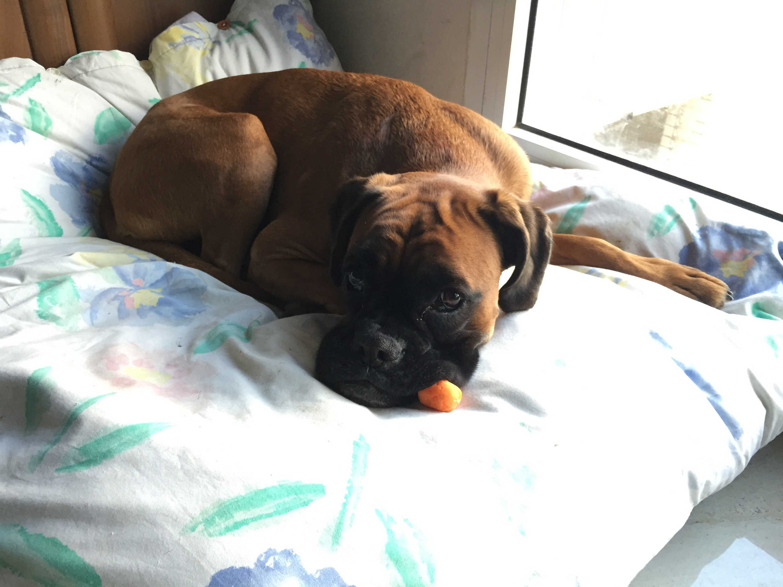 My ״Star״ Boxer Dog