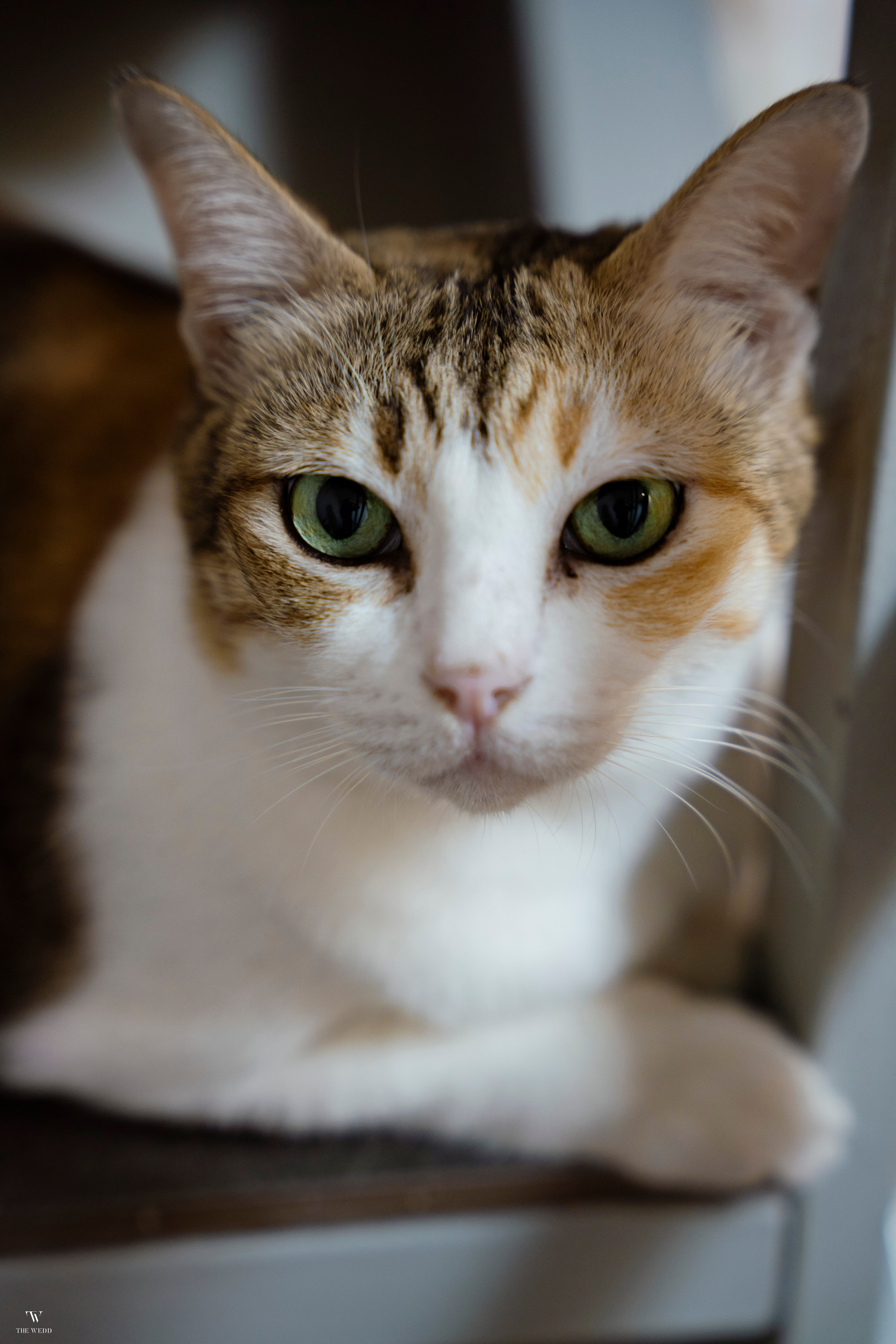 NHAN & KHIEM. WEDDING PHOTOGRAPHER IN VIETNAM