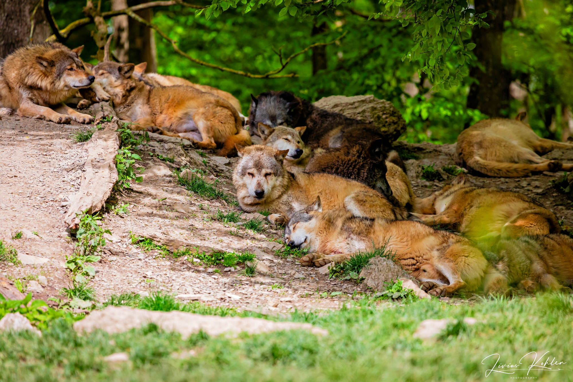 Wildpark Bad Mergentheim. FOTO KREATIV
