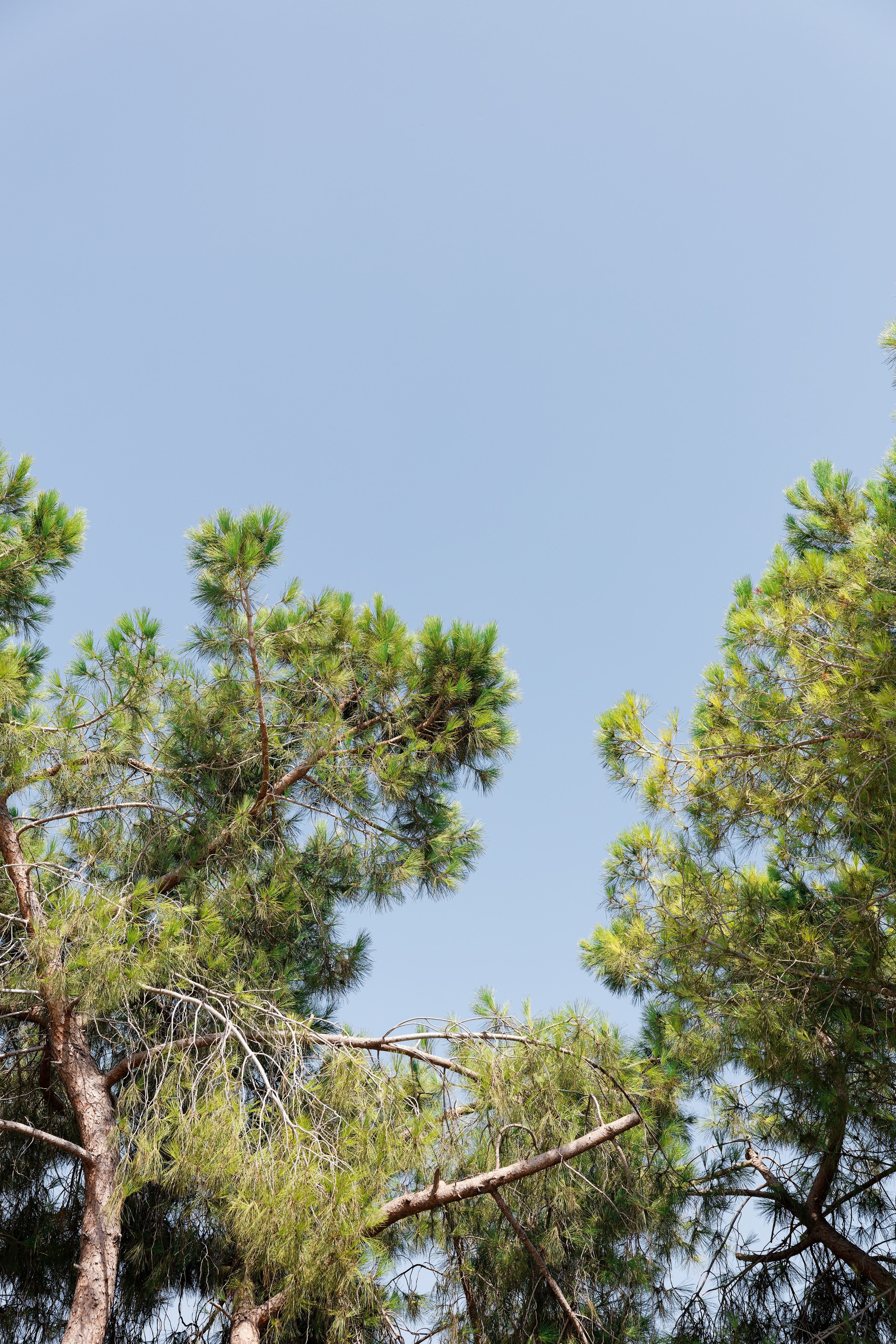 Indian wedding at Gran Villa Rosa, Barcelona