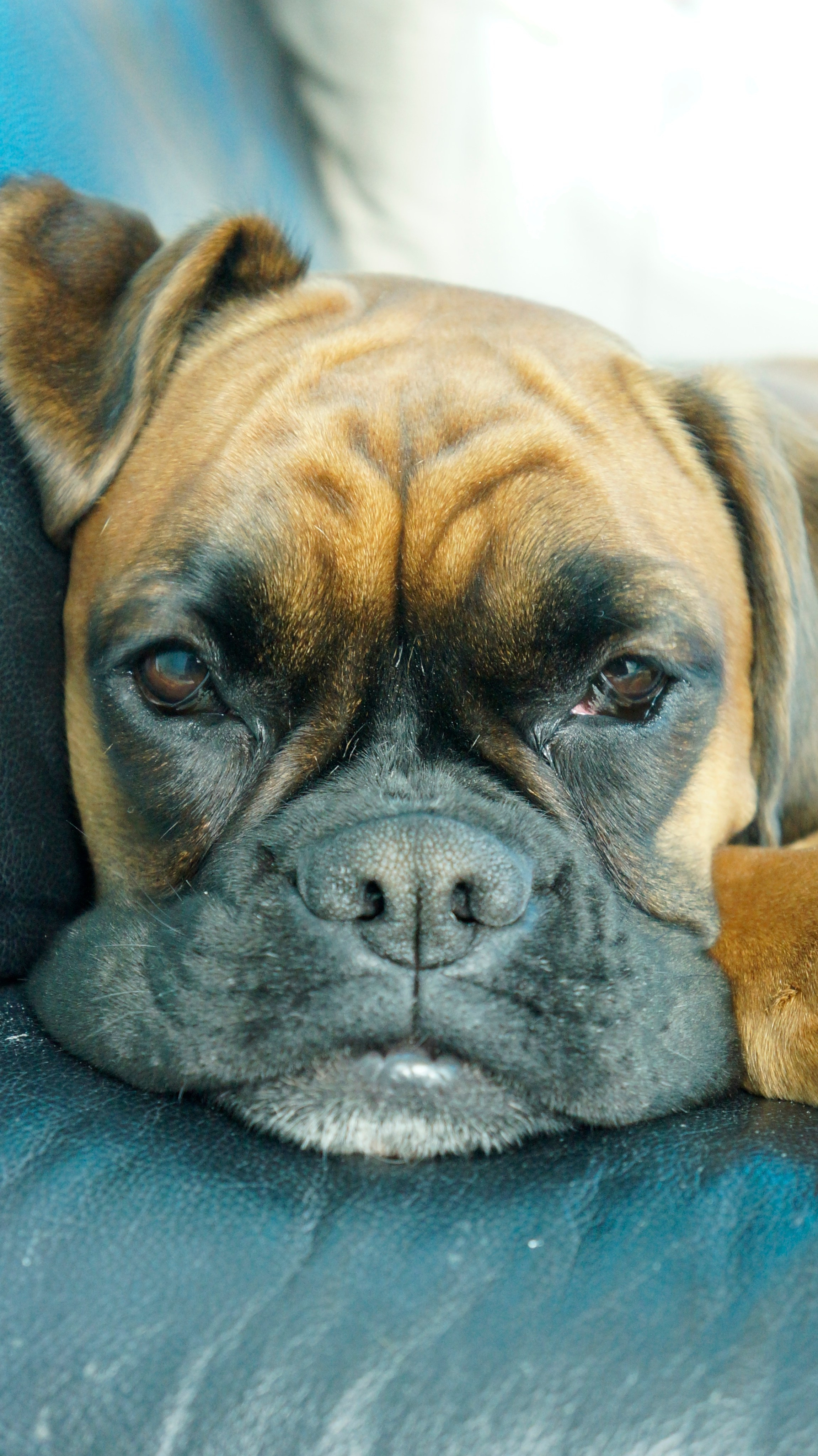 My ״Star״ Boxer Dog