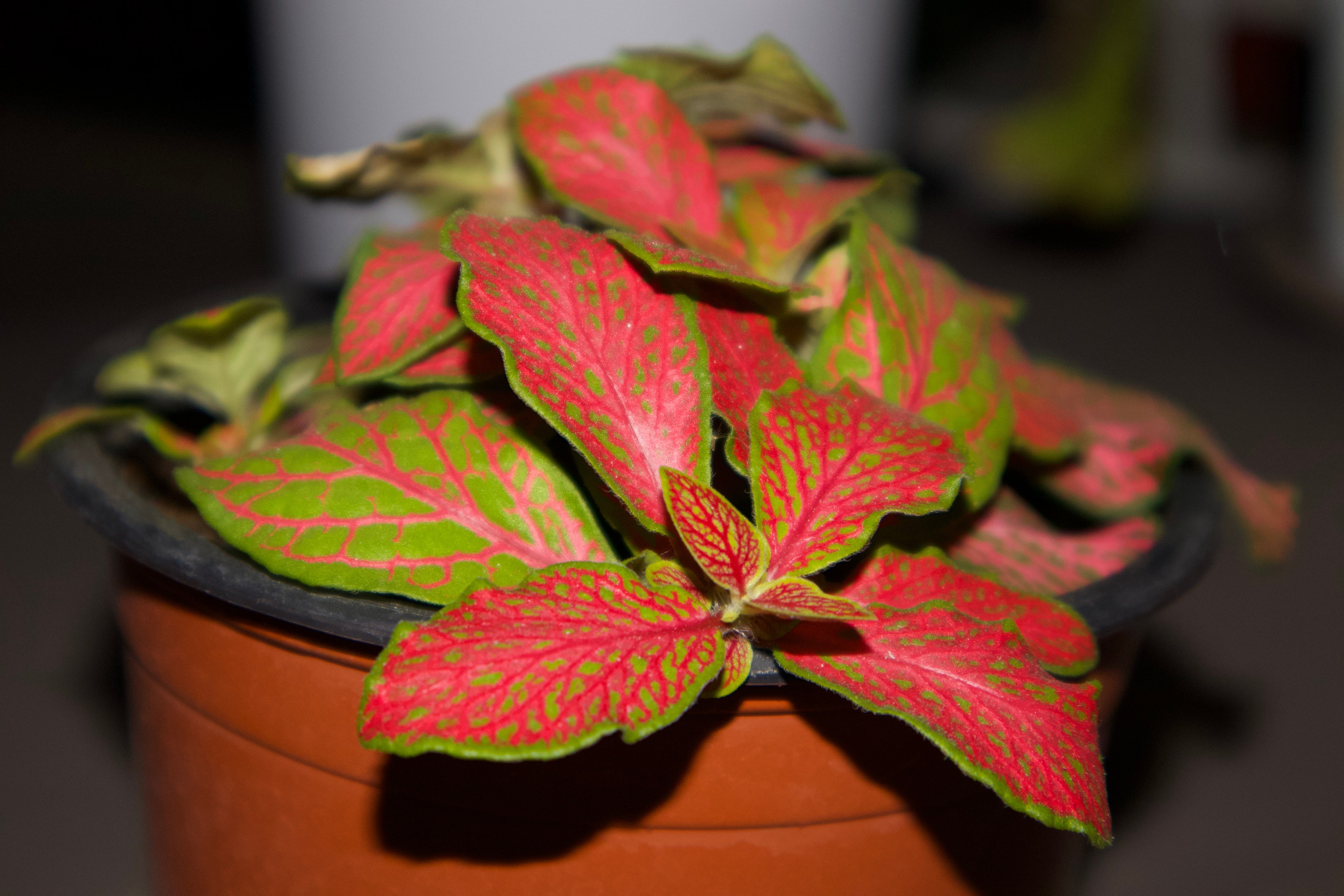 ISRAEL and beautiful people