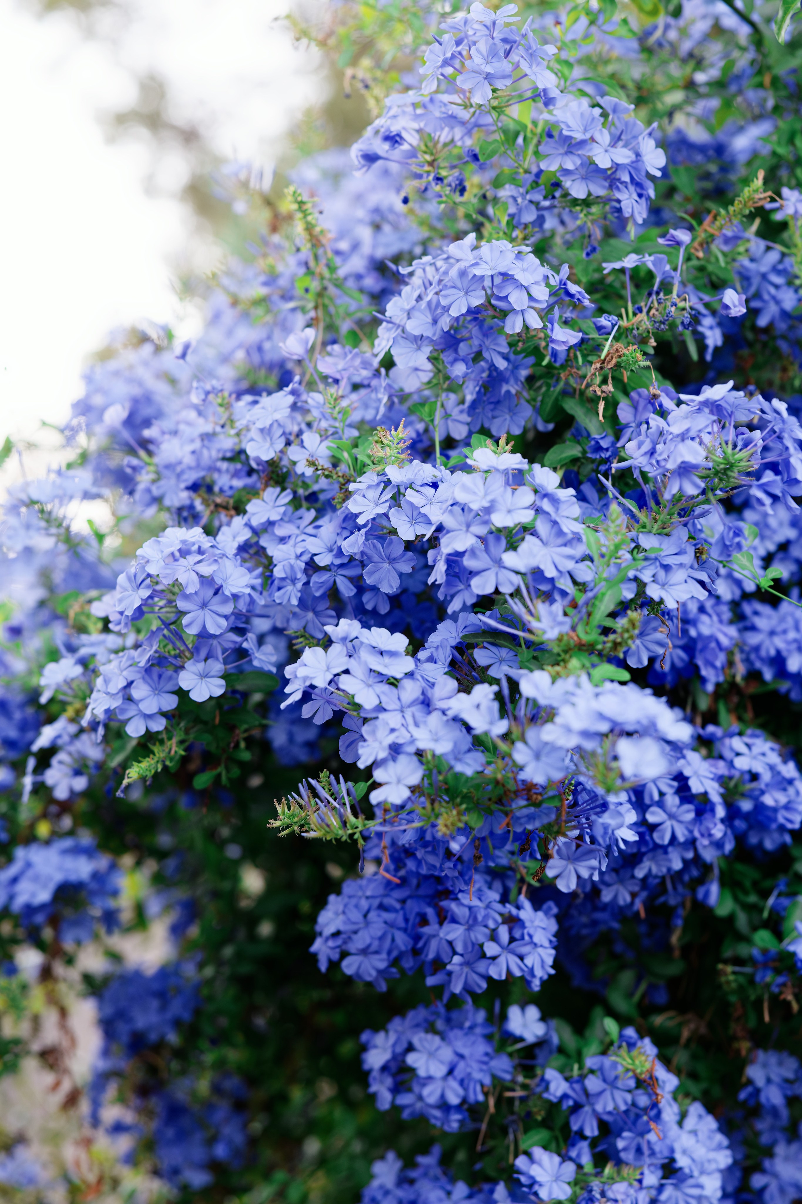 Haldi Ceremony & Mehndi Night & pre-wedding dinner, Barcelona