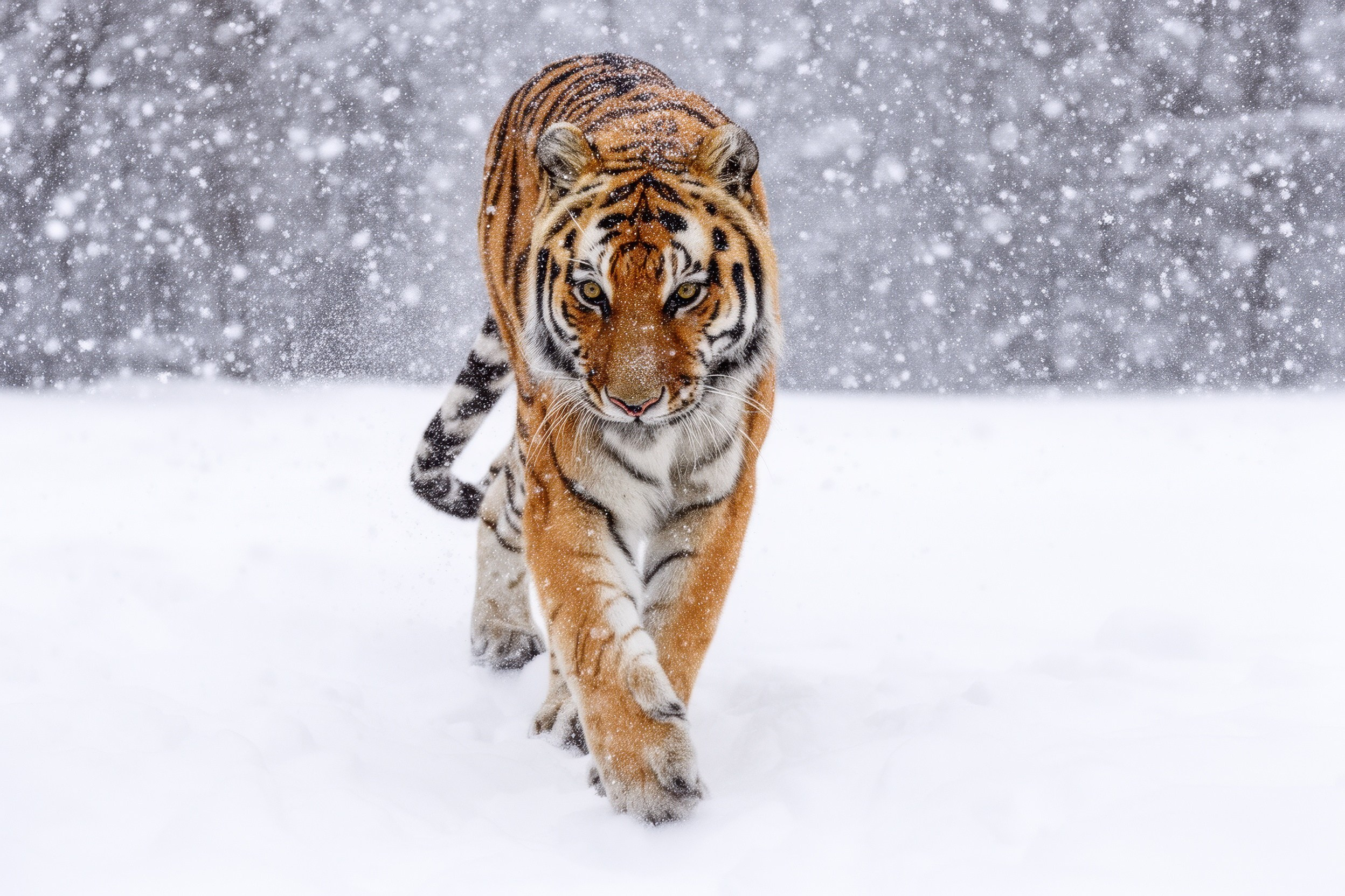 AI Turns Photos Into Winter — How Artificial Intelligence Is Changing Photography Style, Seasons & Visual Storytelling. Emin Kuliyev — Award-Winning Wedding Photojournalist NYC & USA | Best Wedding Photographer Known for Candid, Timeless Moments