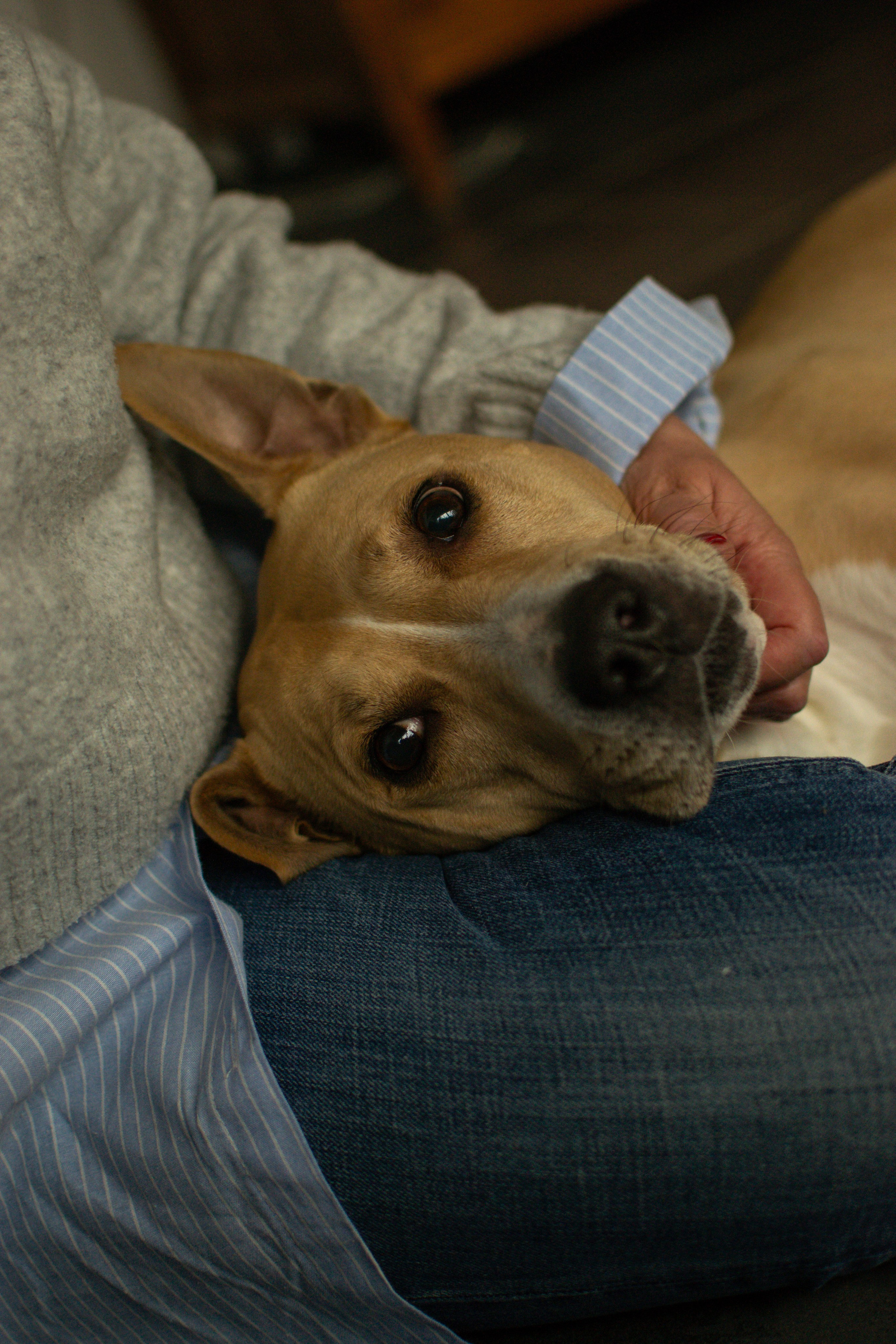 Elise et Leyka. Photographe animalier à Paris Anna Pereira