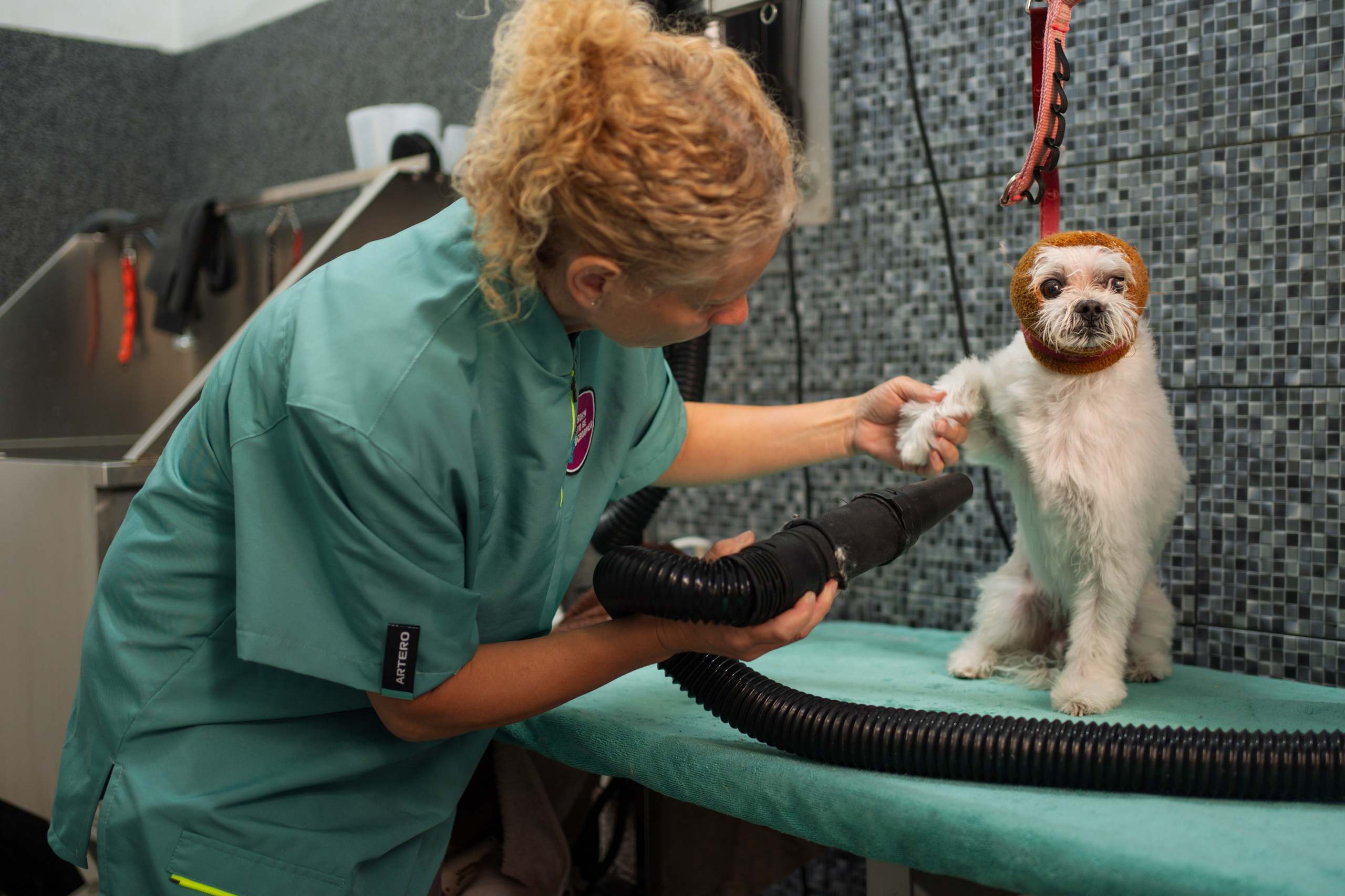 PetGroom Timisoara. Cozac Cristian Photographer