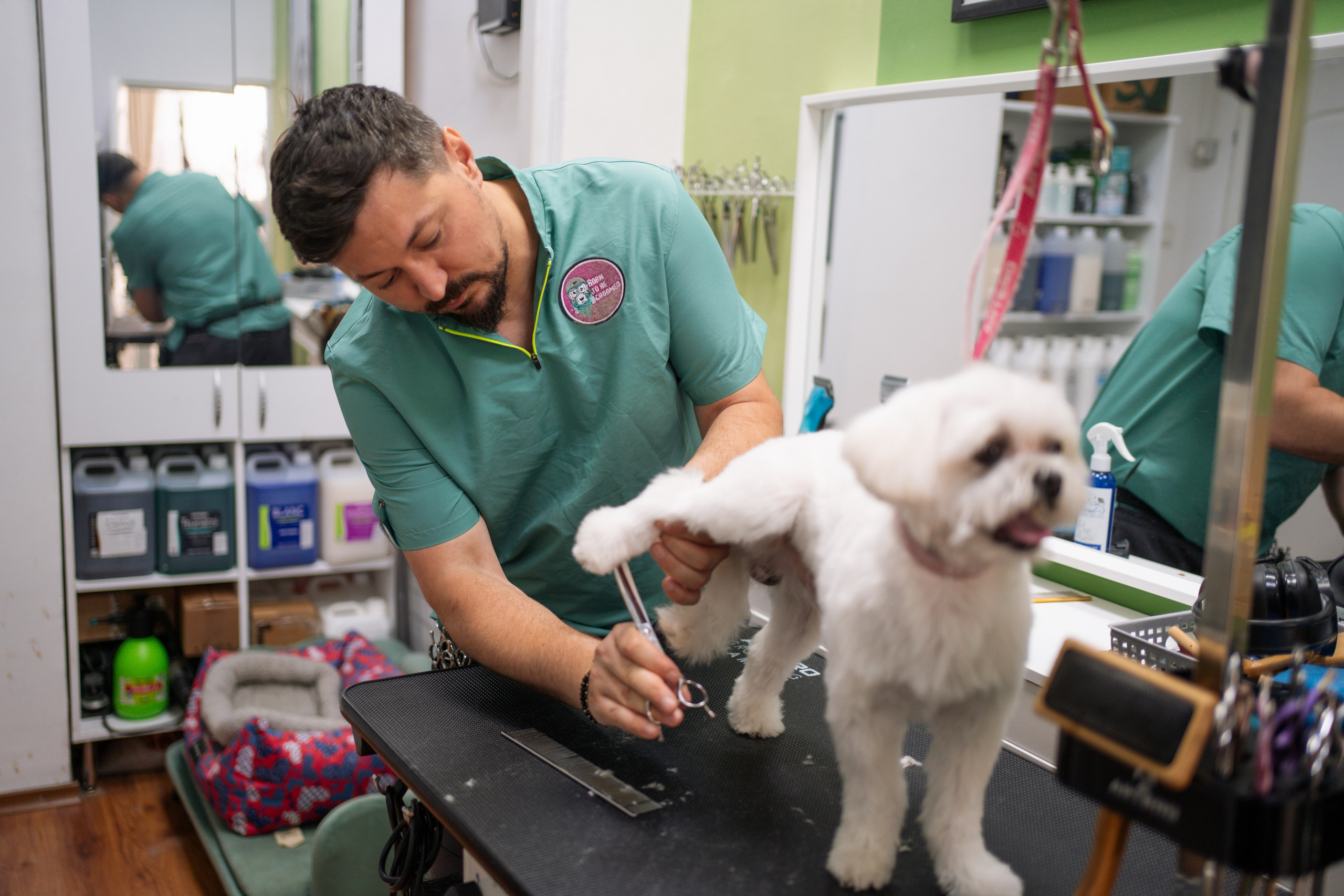 PetGroom Timisoara. Cozac Cristian Photographer