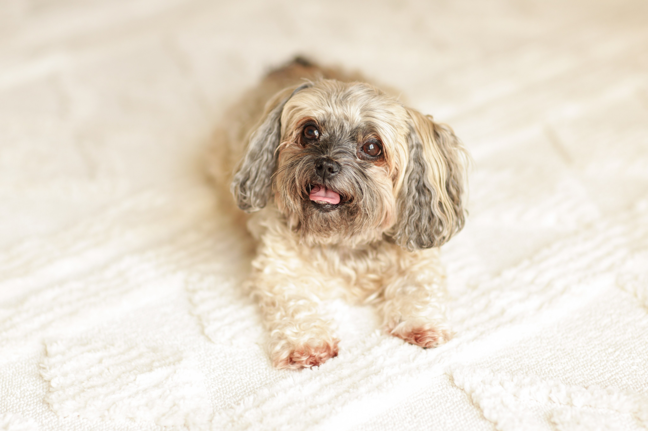 Haustiere. Neugeborenen, Familien, Geschwister Fotografin aus Delmenhorst