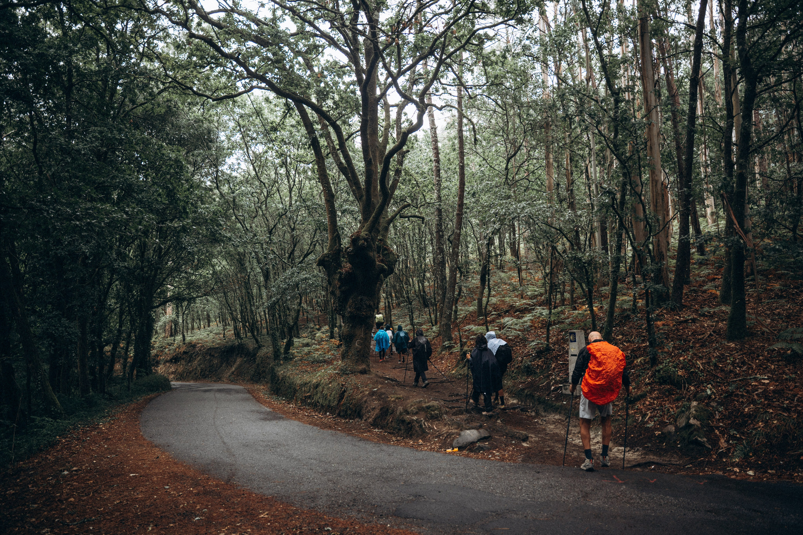 Камин 2026. Anita_photo