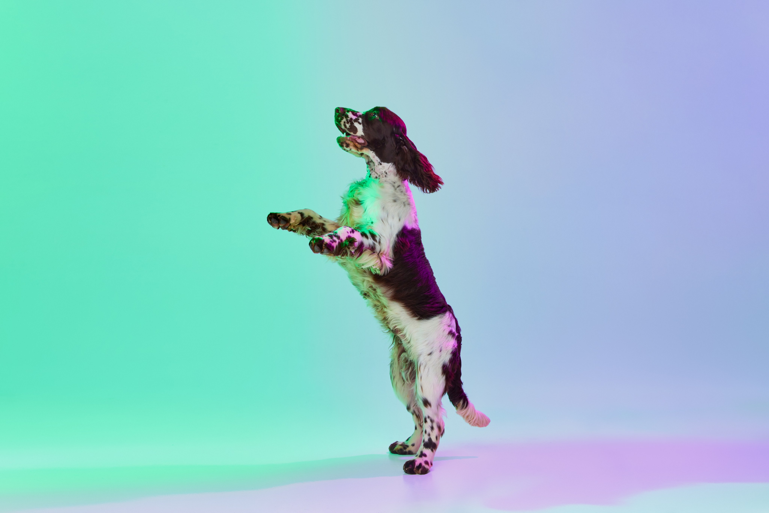 Gallery. Website of the titled stud dog of the Springer Spaniel breed