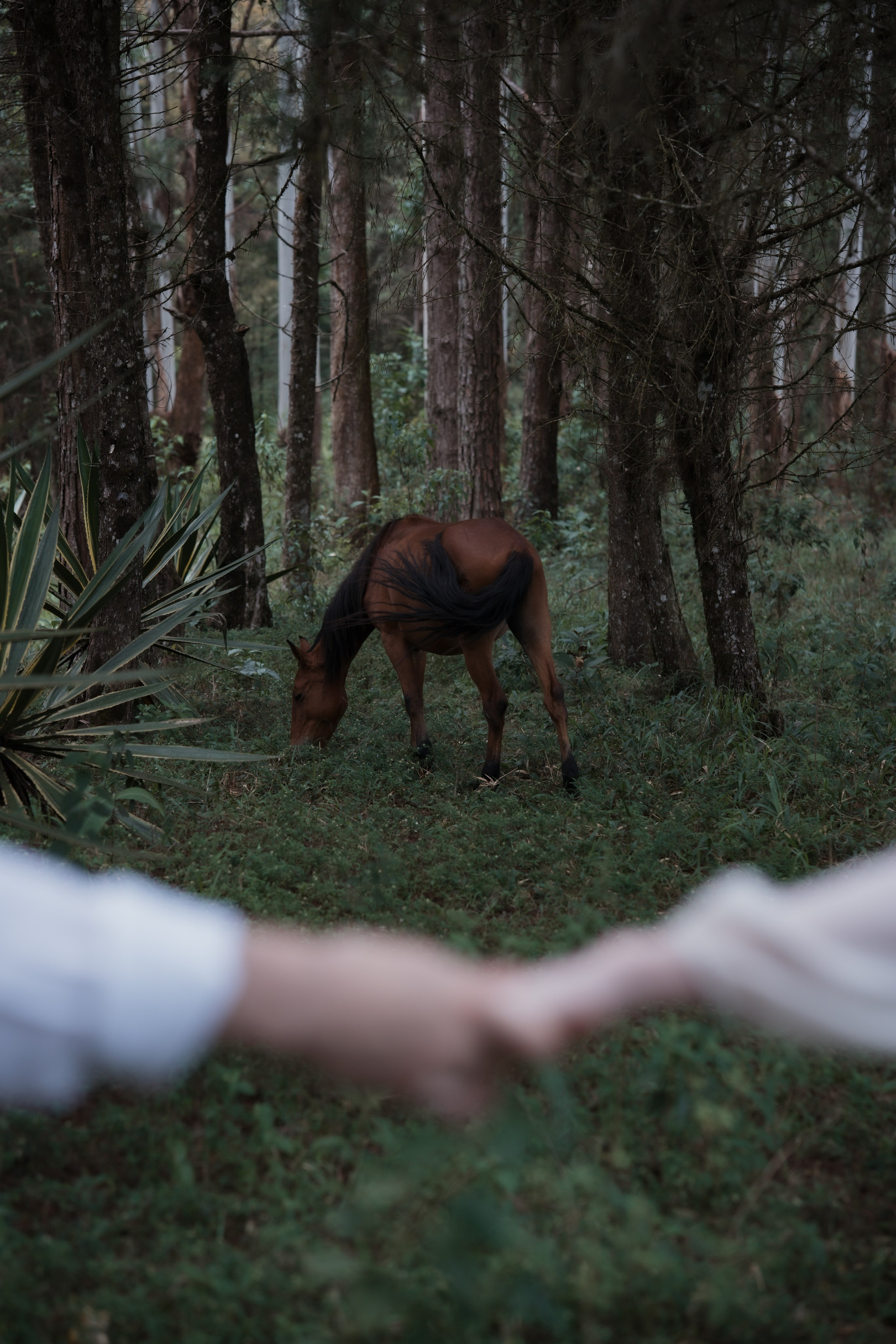 Ana e Igor. Edu e Josi Fotografia