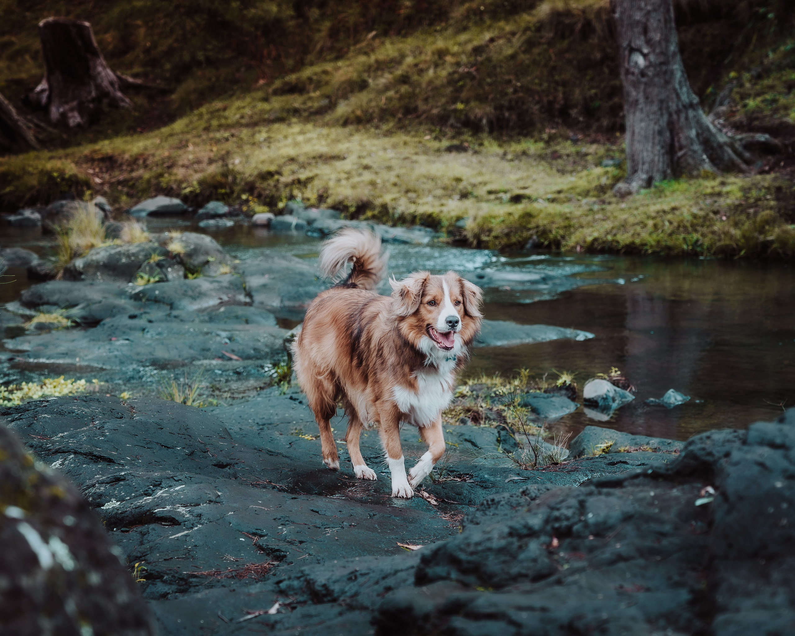 Pet — BorderColie. JS Photoshoot | Family, Events & Pet Photographer in Brisbane