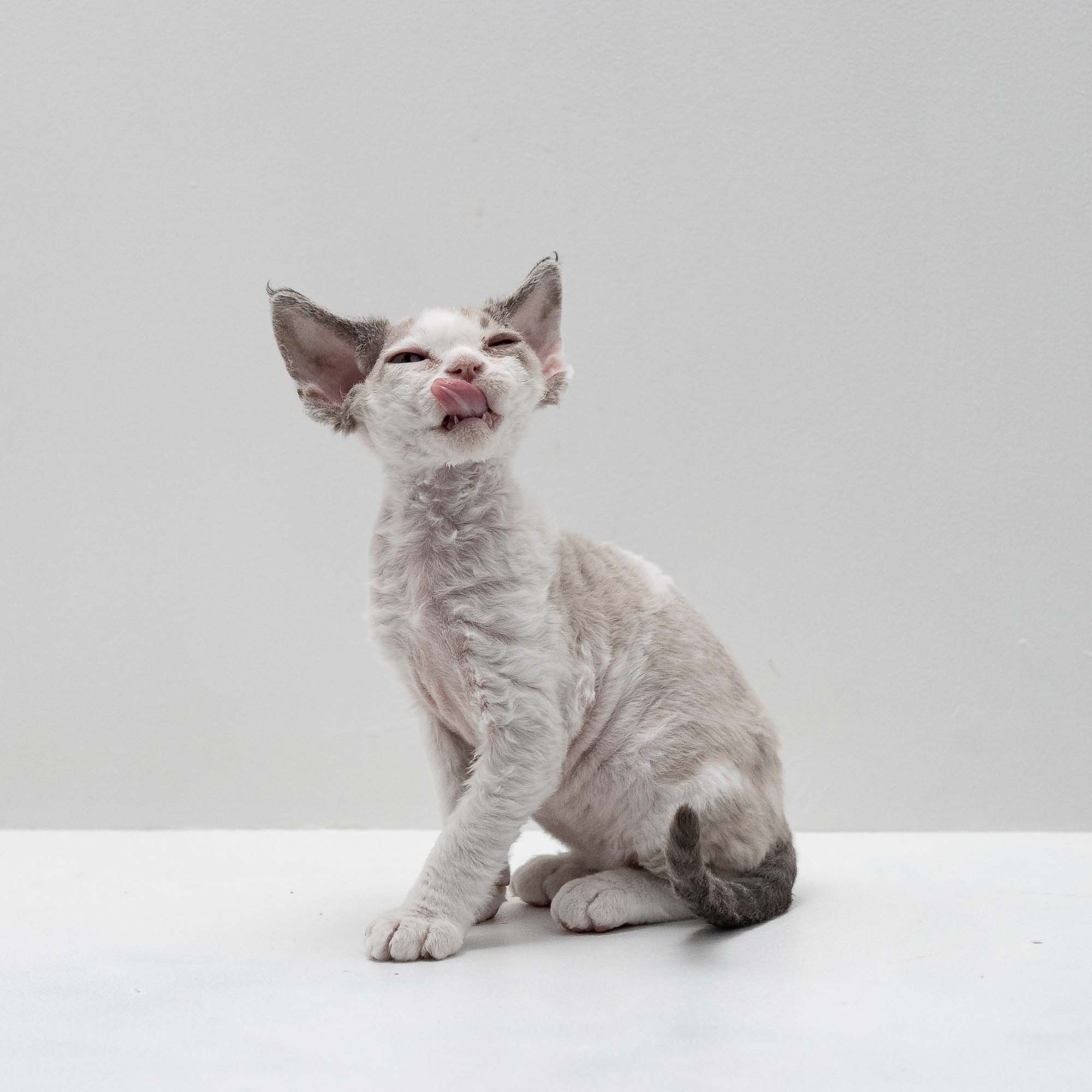 Frodo, boy, born on 01.01.25. Devon Rex Pixie Cattery