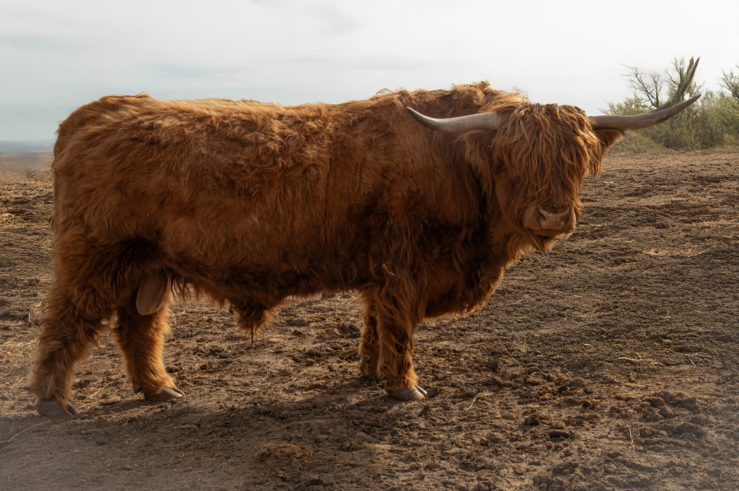 Farm animals. Victoria Lyubchenko — fine art photography in Bismarck, ND