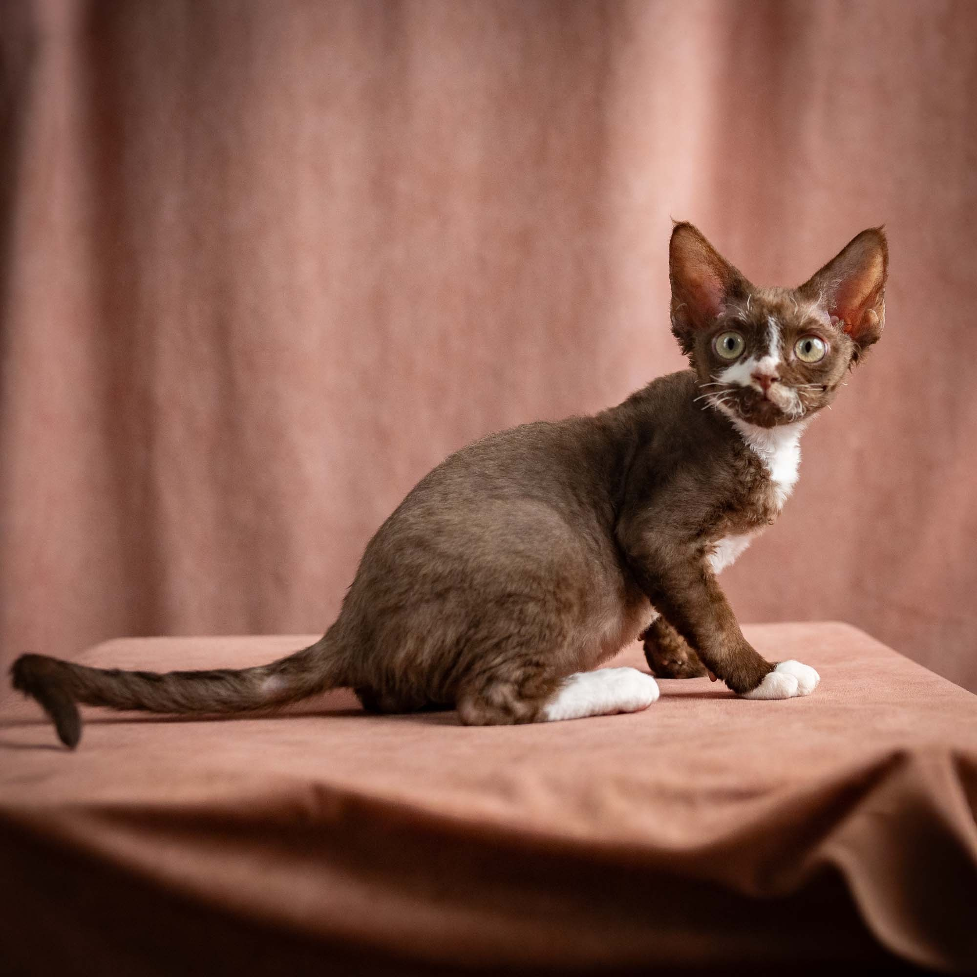 Preston, boy, born 02.11.26. Devon Rex Pixie Cattery