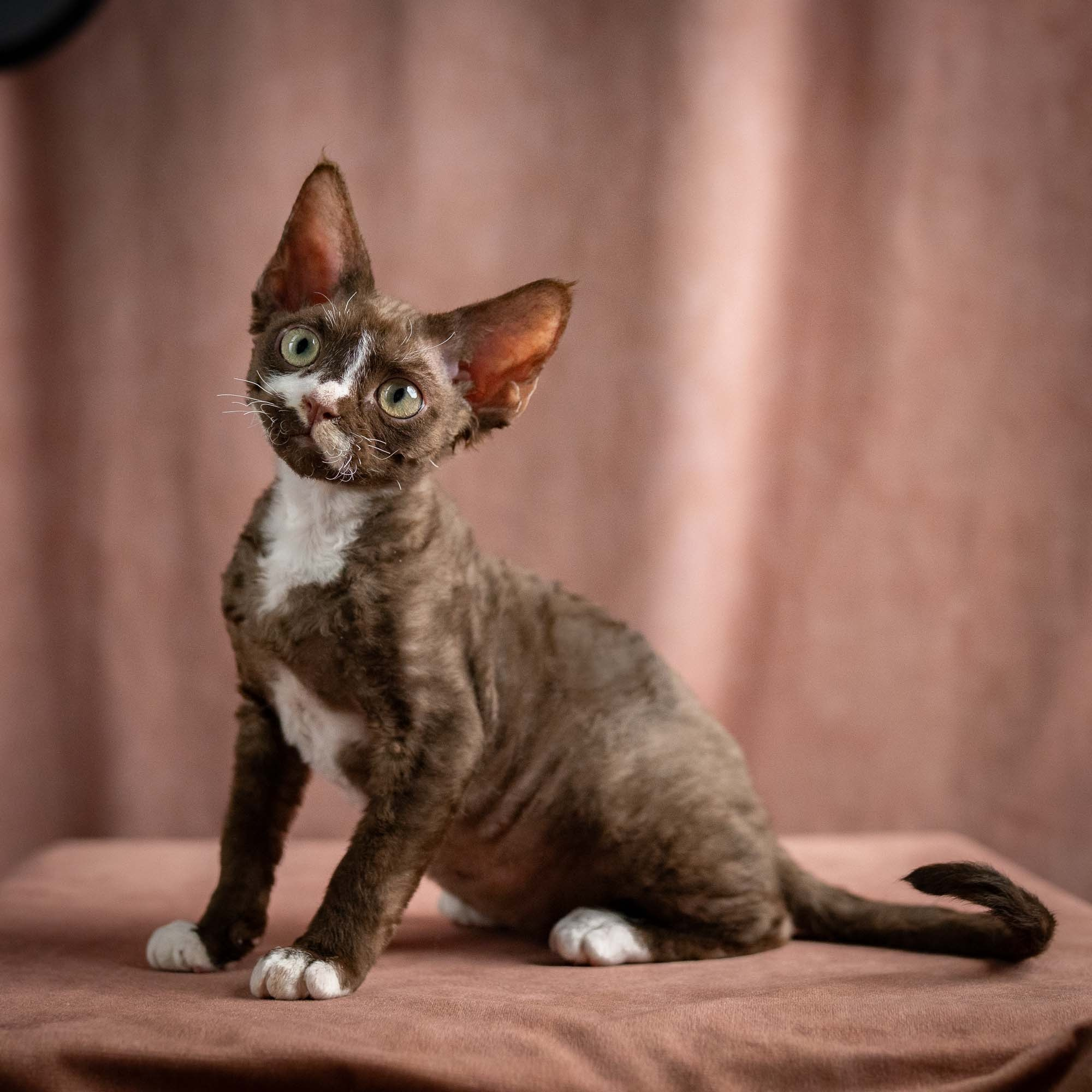 Preston, boy, born 02.11.26. Devon Rex Pixie Cattery