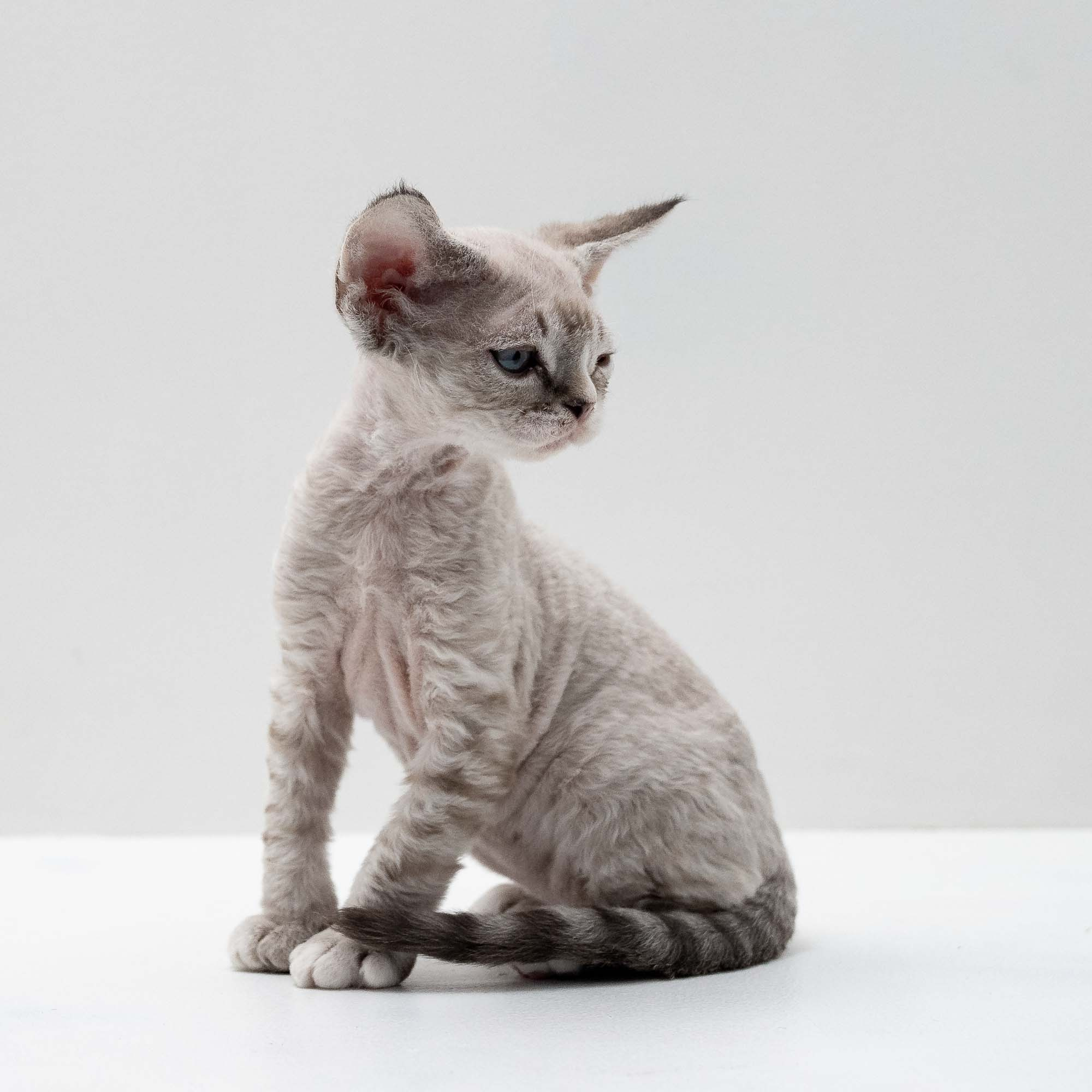 Finn,  boy, born on 01.01.25. Devon Rex Pixie Cattery