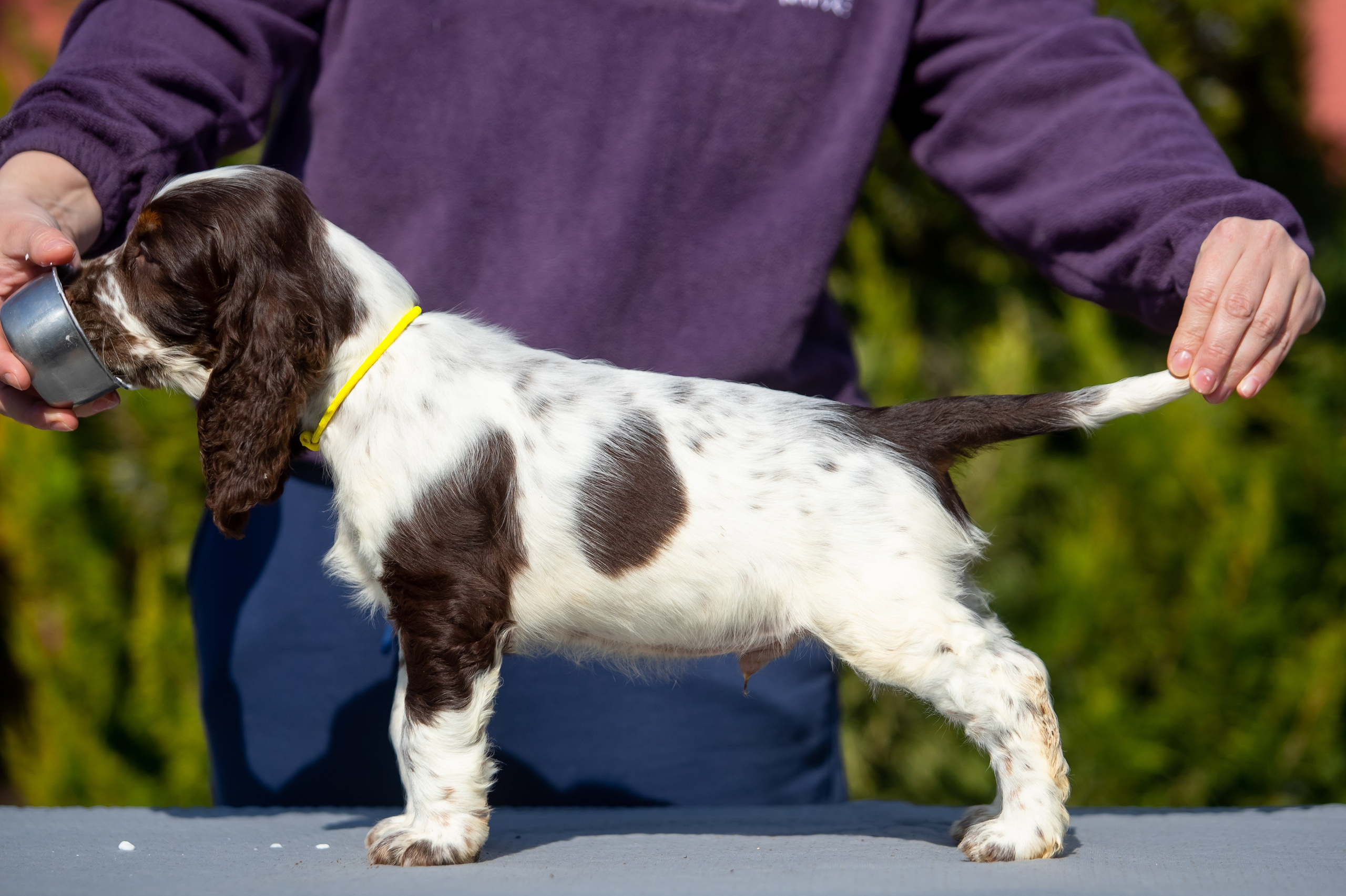 Male — Yellow collar 💛. Website of the titled stud dog of the Springer Spaniel breed