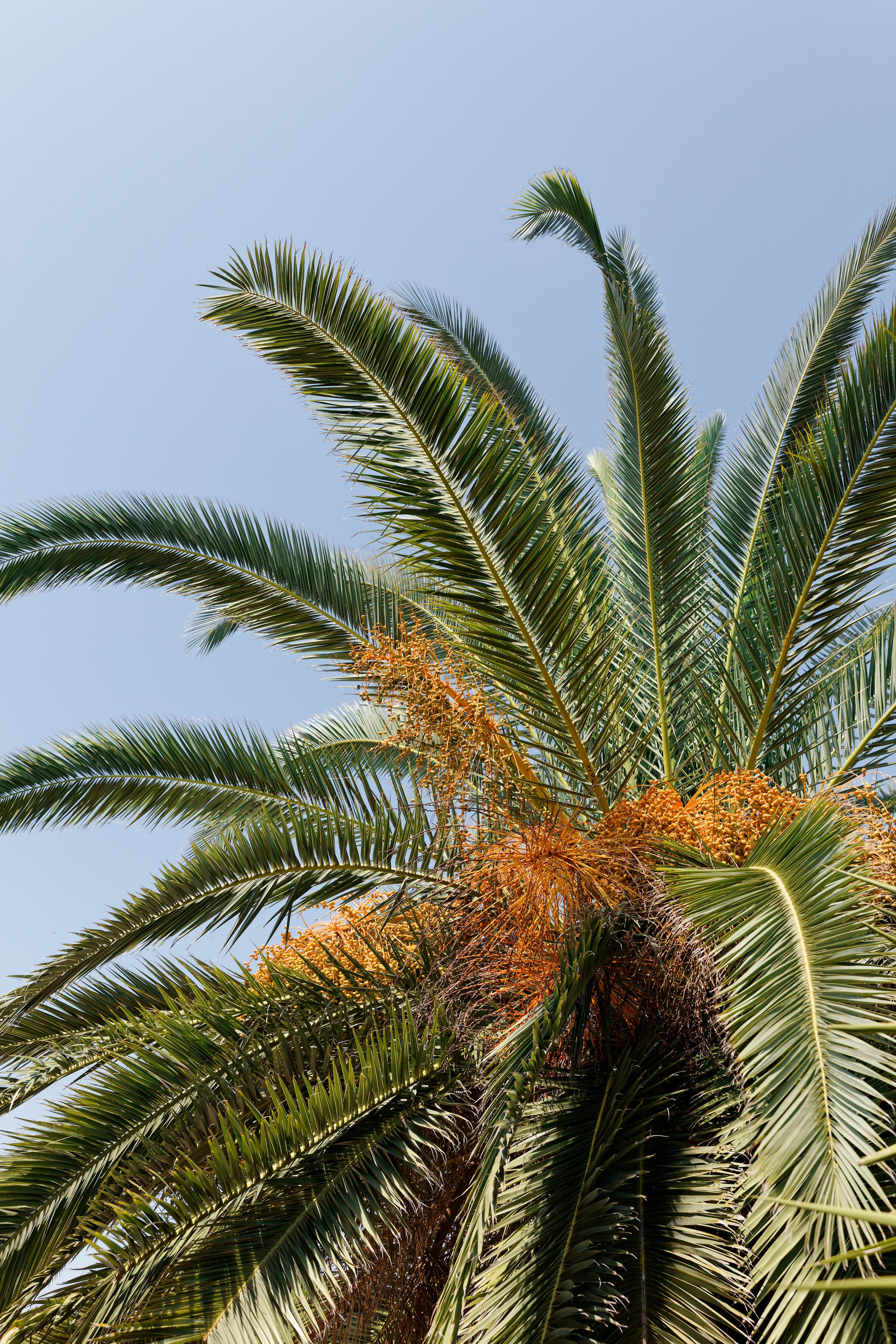 Indian wedding at Gran Villa Rosa, Barcelona