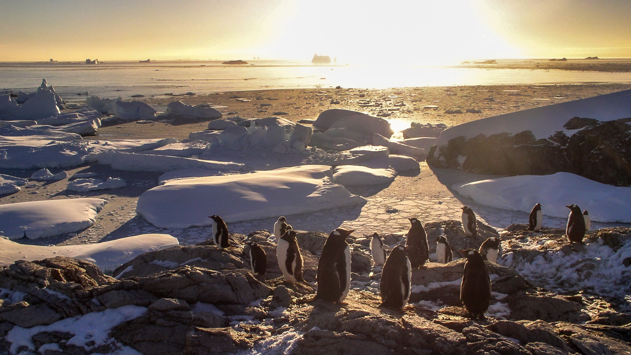 ANTARCTICA / 2004. Reportage concert portrait photography in the San Francisco Bay Area