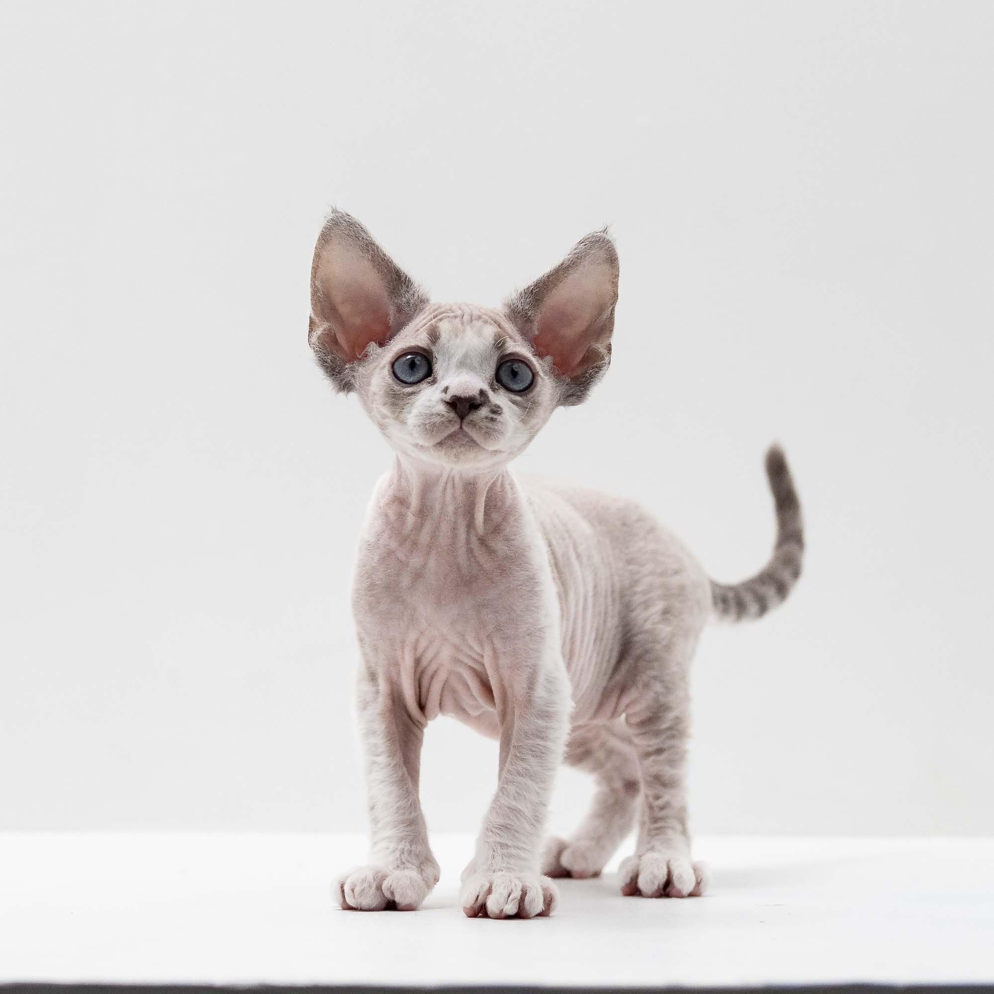 Frank, boy, born on 01.01.25. Devon Rex Pixie Cattery