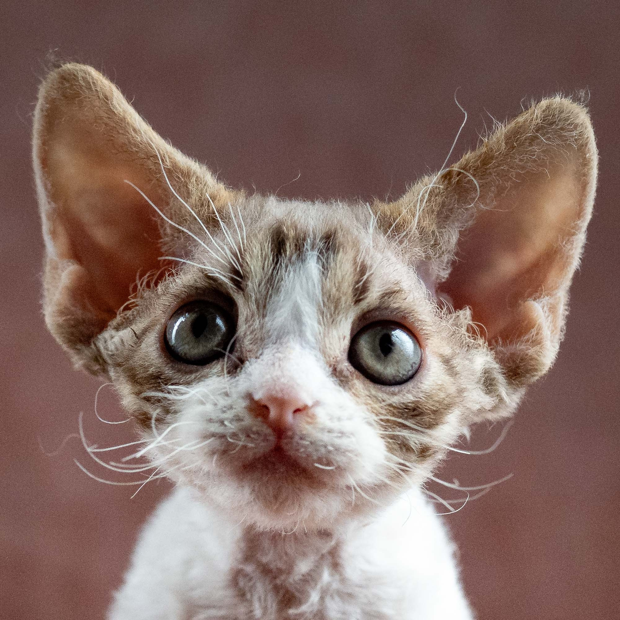 Hugo, boy, born 04.20.25. Devon Rex Pixie Cattery