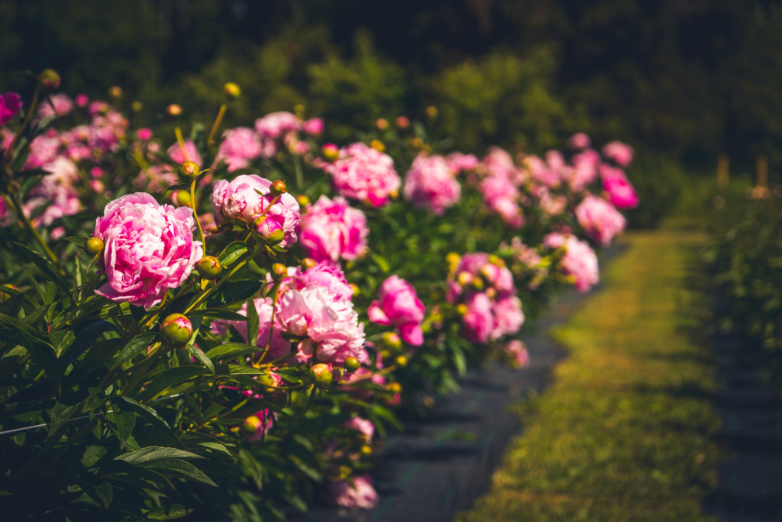 Saarema, reis. Nebula 25 — Fotod teie hingele
