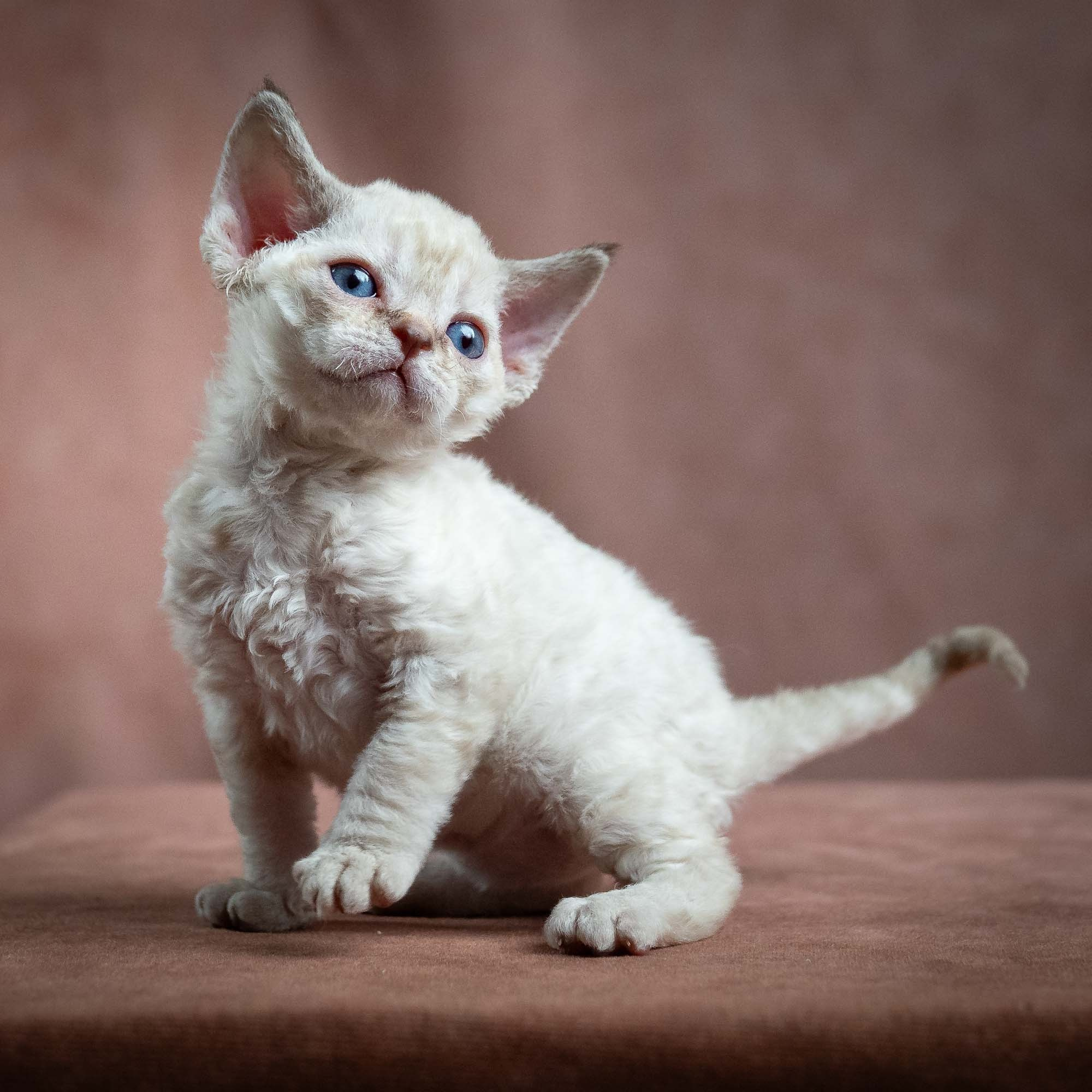 Maya, girl, born 01.15.26. Devon Rex Pixie Cattery
