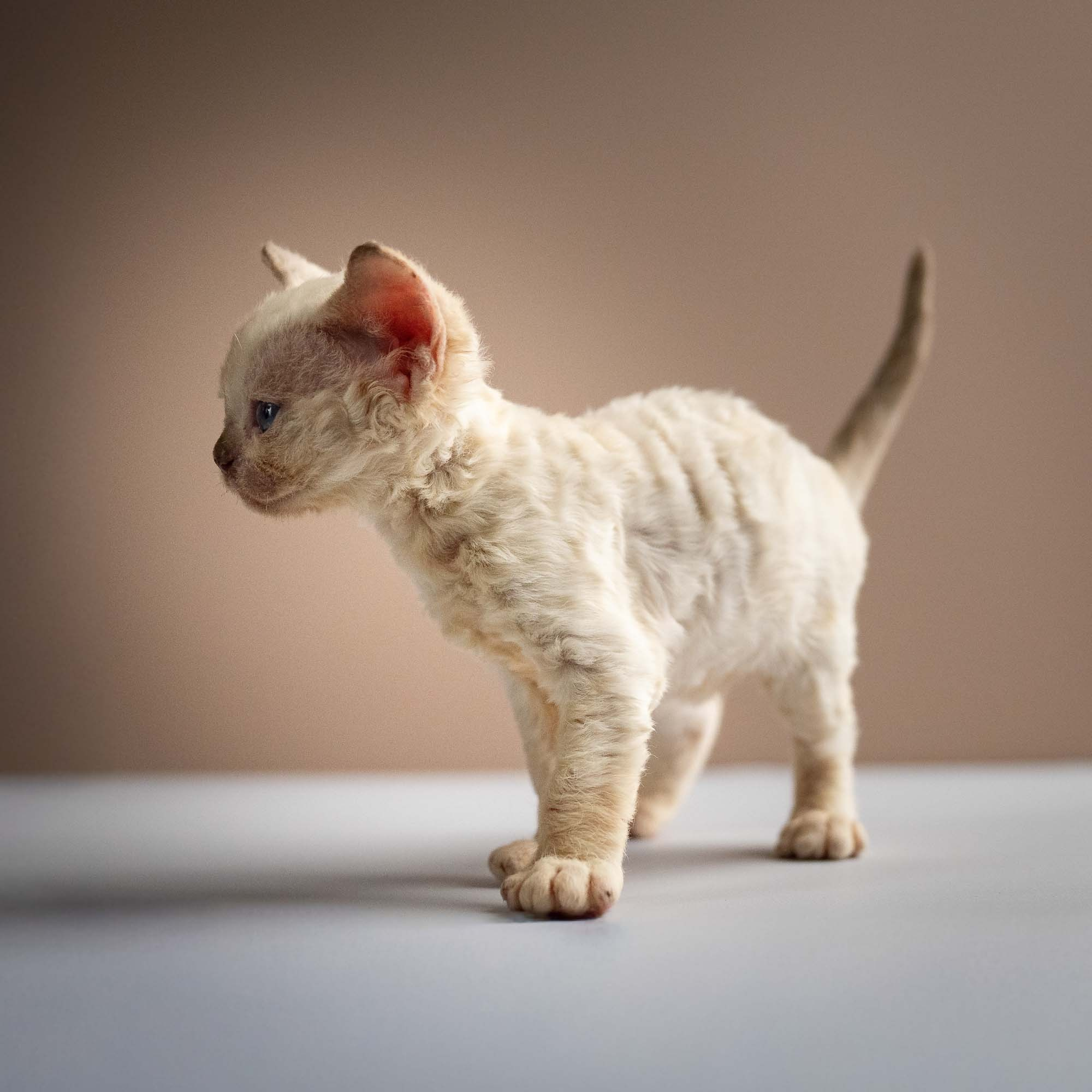 Rosalie,  girl, born 05.08.26. Devon Rex Pixie Cattery