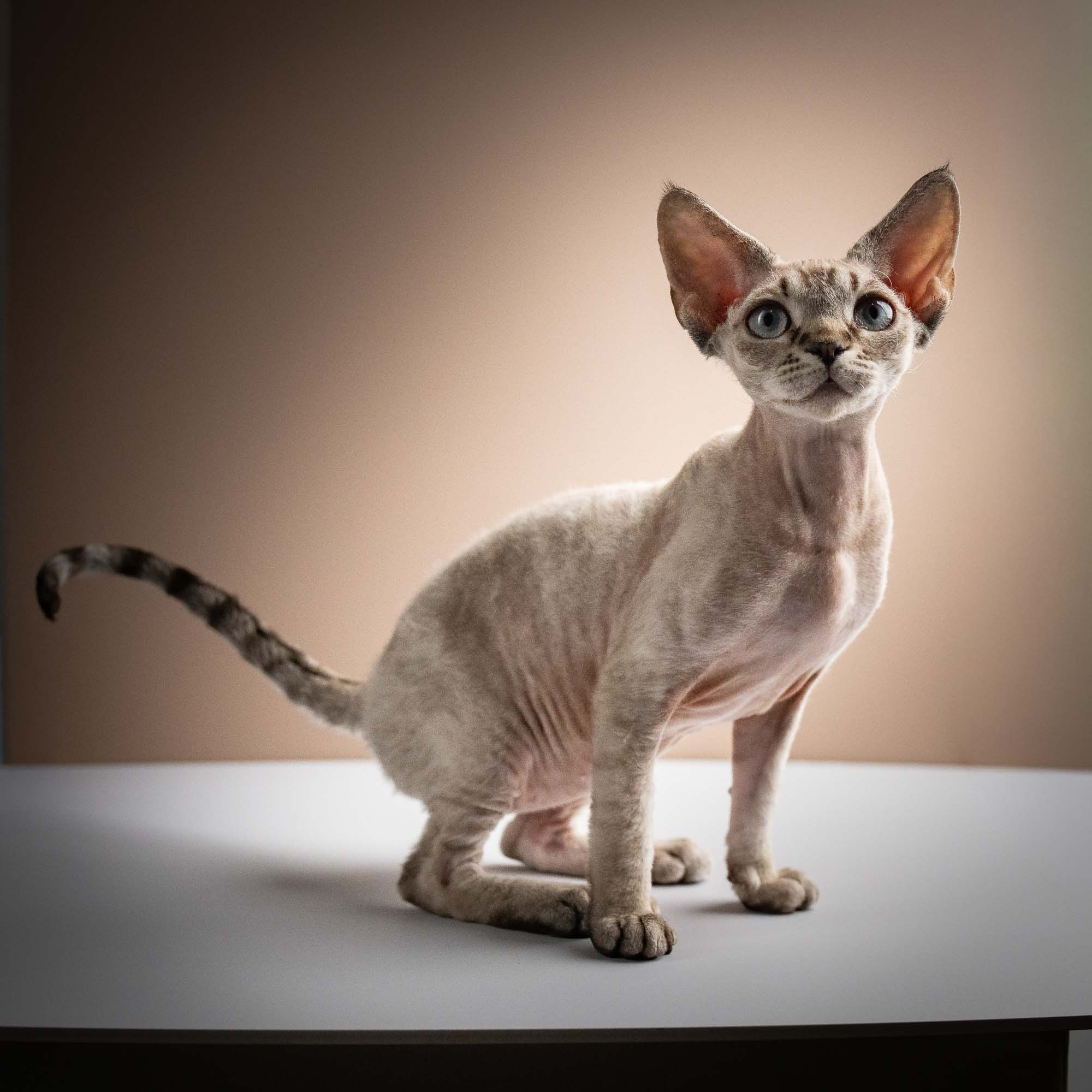 Nellie, girl, born 01.17.26. Devon Rex Pixie Cattery