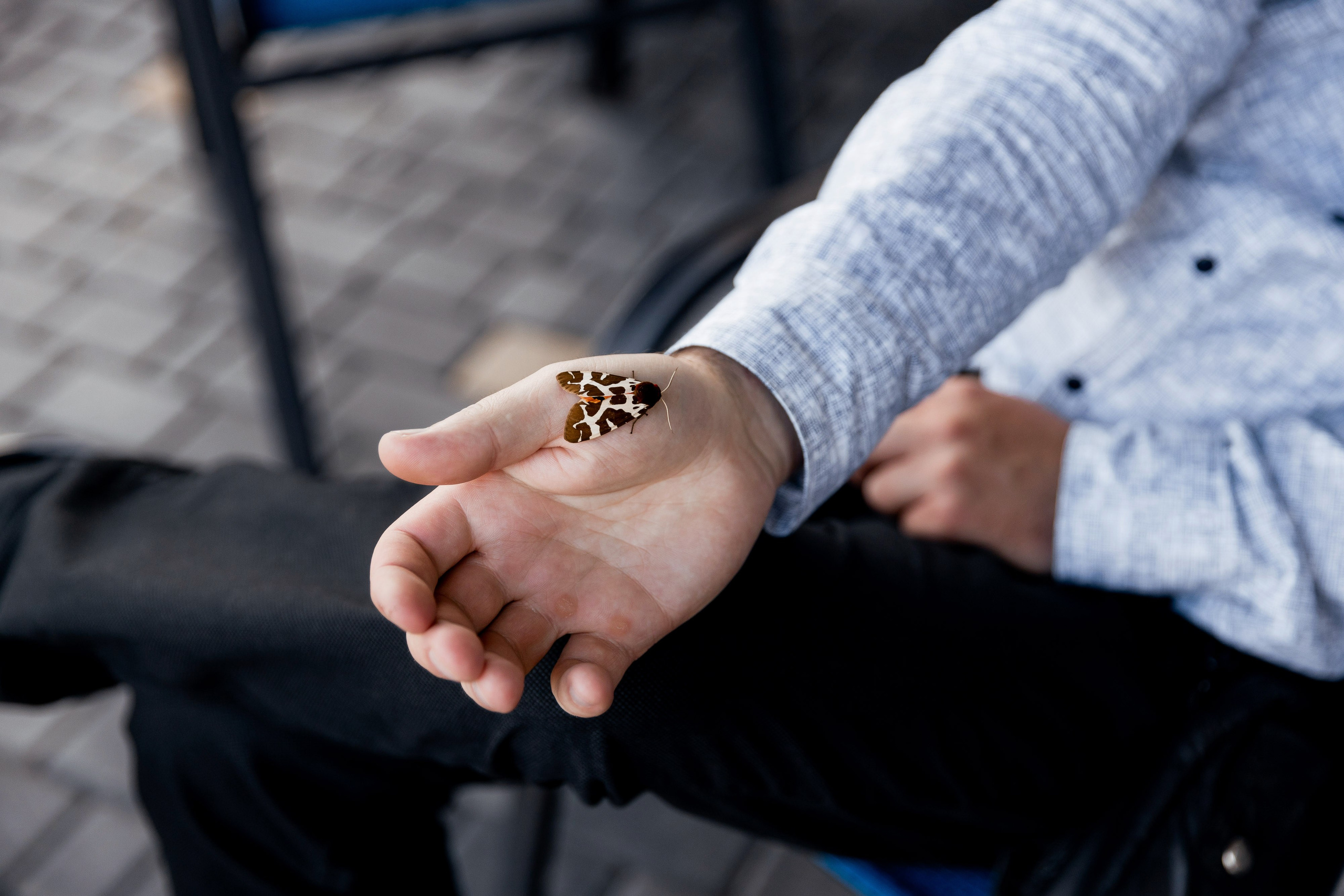 Софія та Юрій. Ірина Терещук