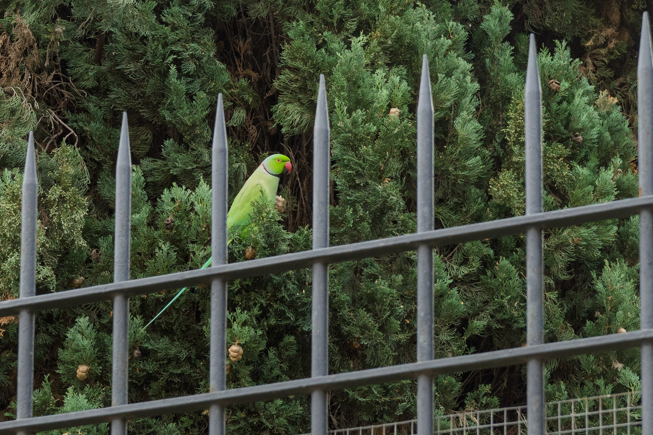 Roma 2025. Fotografiideplacere.net