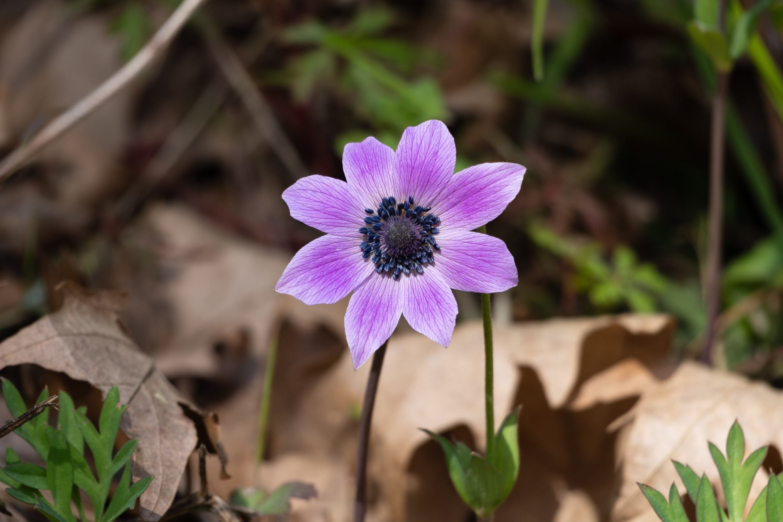 Thasos 2025. Fotografiideplacere.net