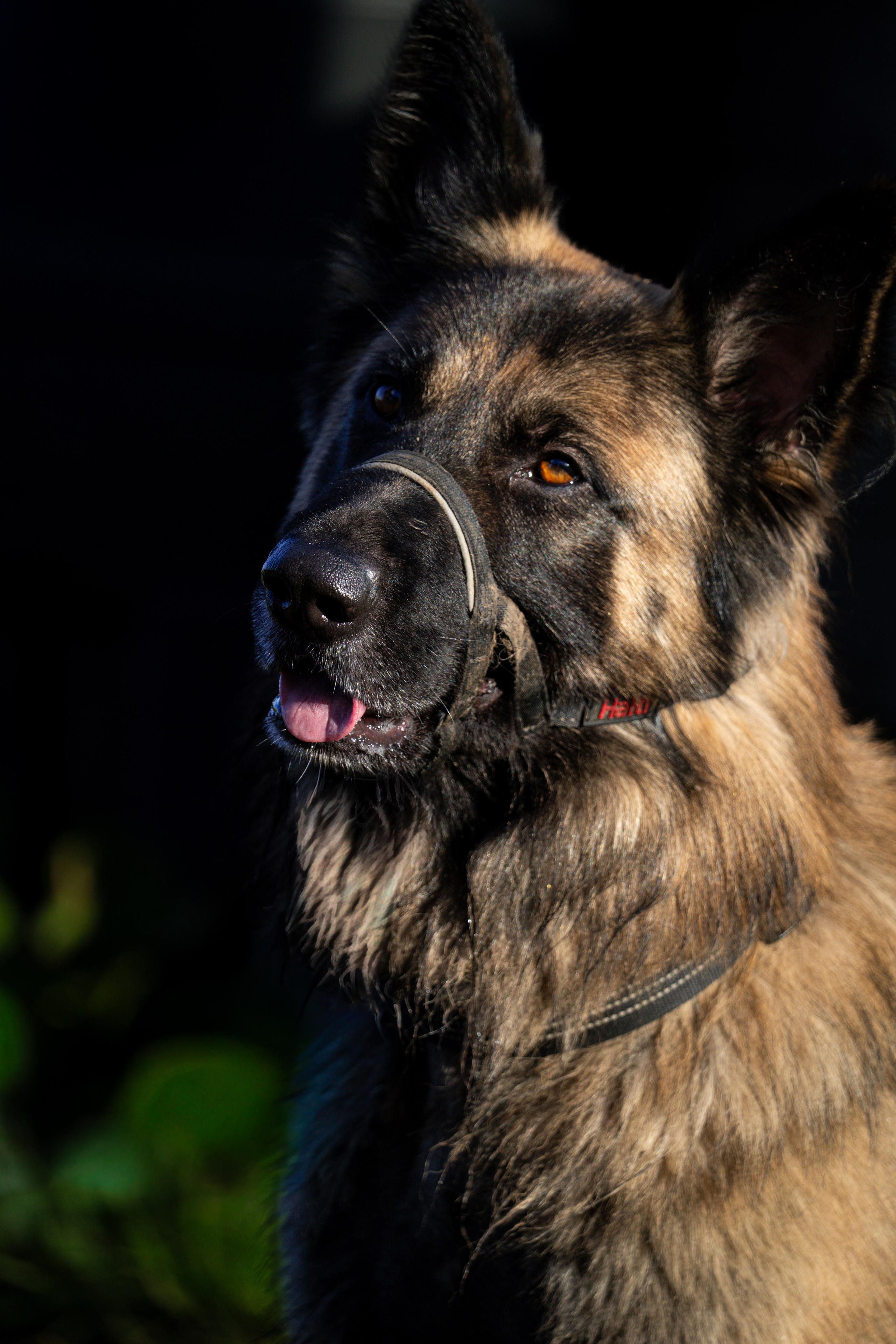 Pets. Ryan Hewitt Photographer