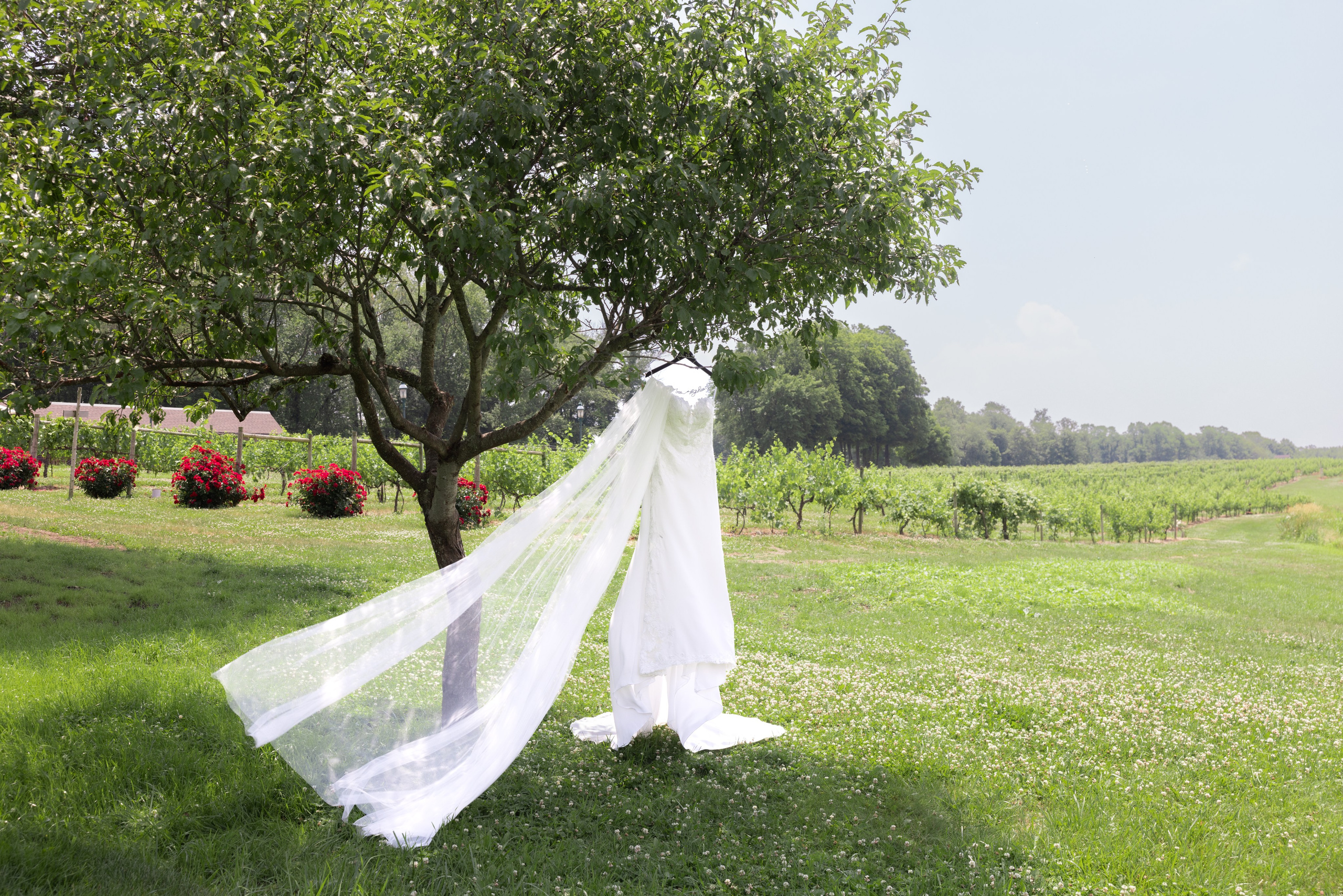 Angelica & Conor. Wedding Photo & Video