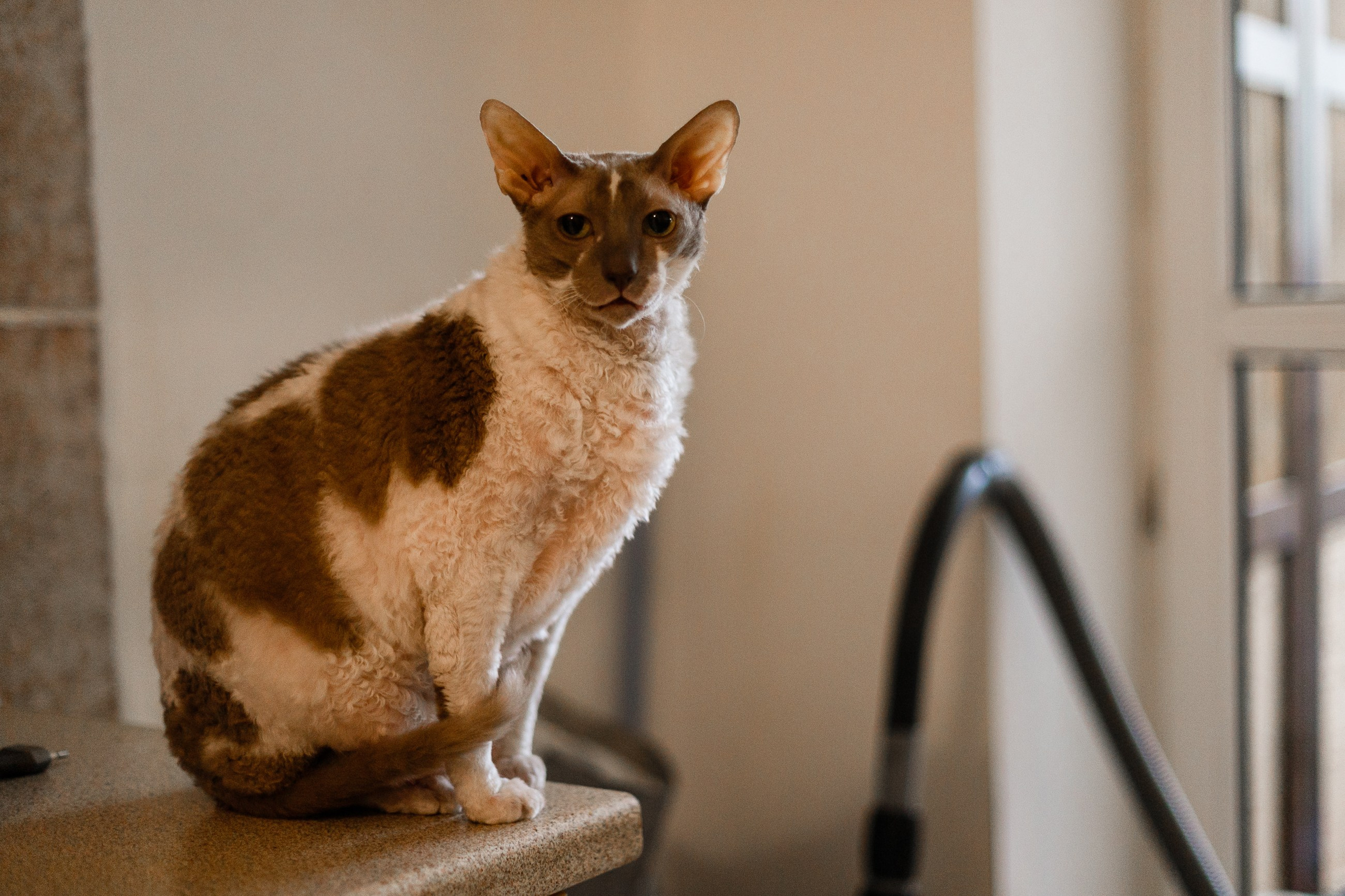 Pack of cats in the home. Kaja | fotograf we Wrocławiu | ludzie i psy