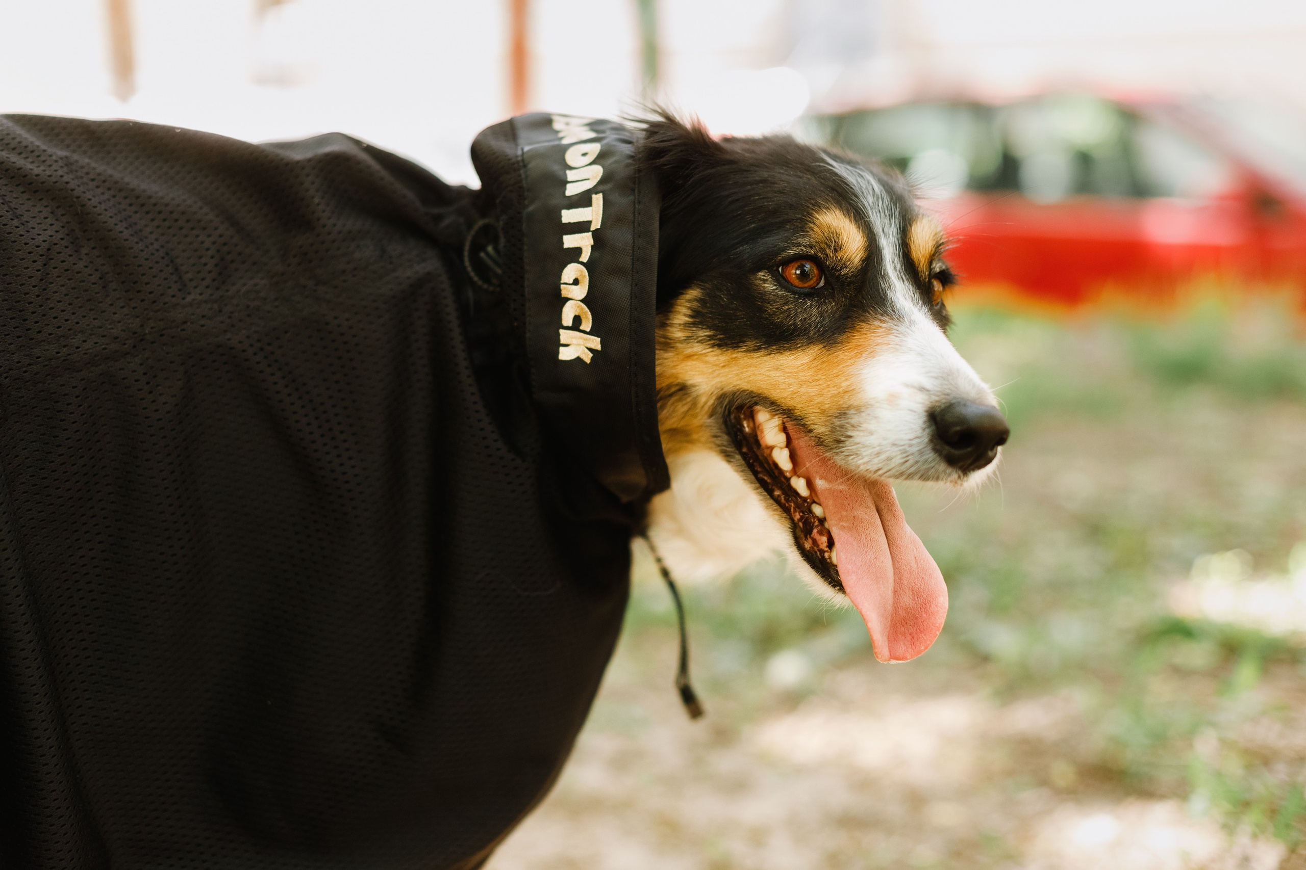 Dog trainer blog content. Kaja | fotograf we Wrocławiu | ludzie i psy