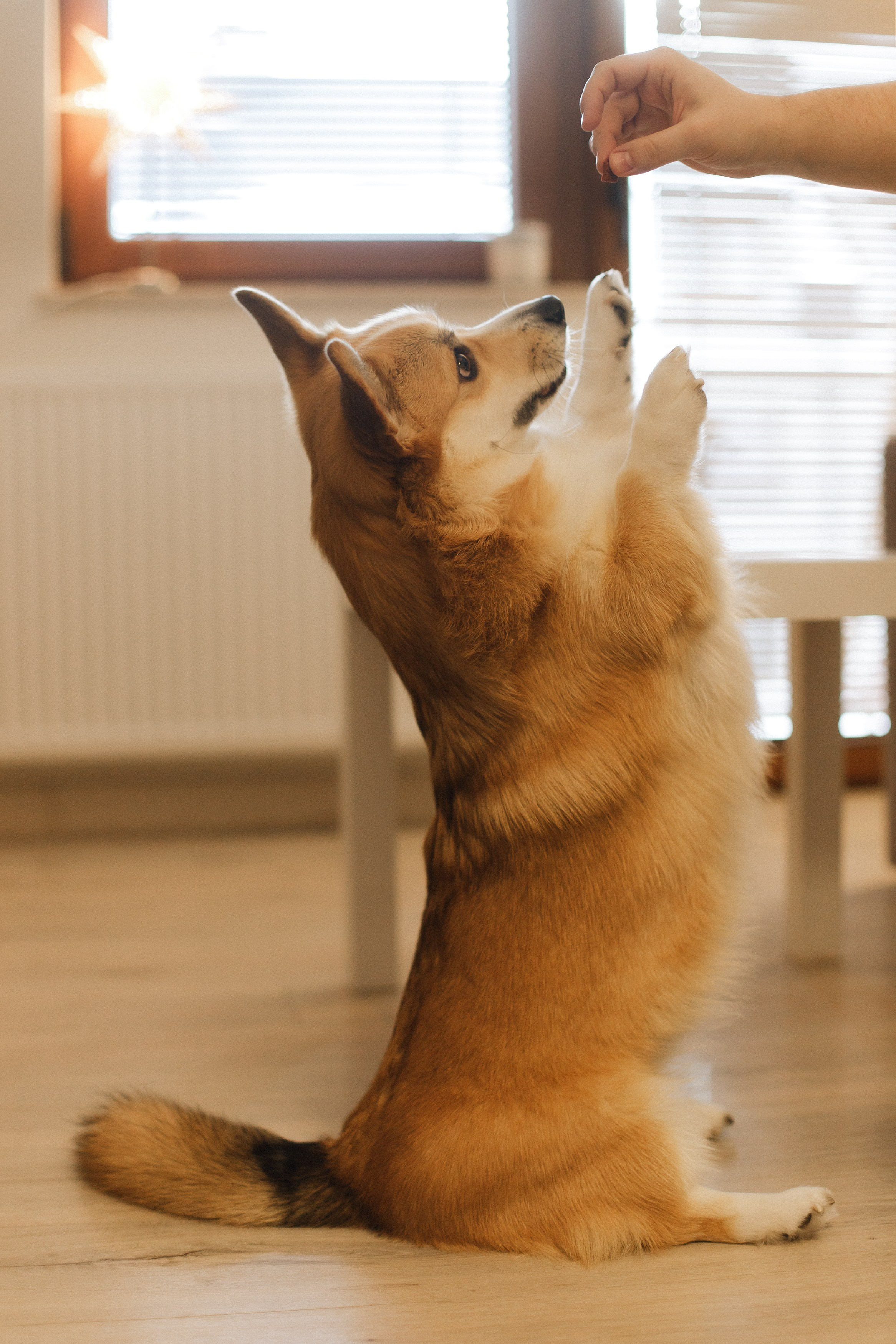 Dasha & Daisy. Kaja | fotograf psów we Wrocławiu