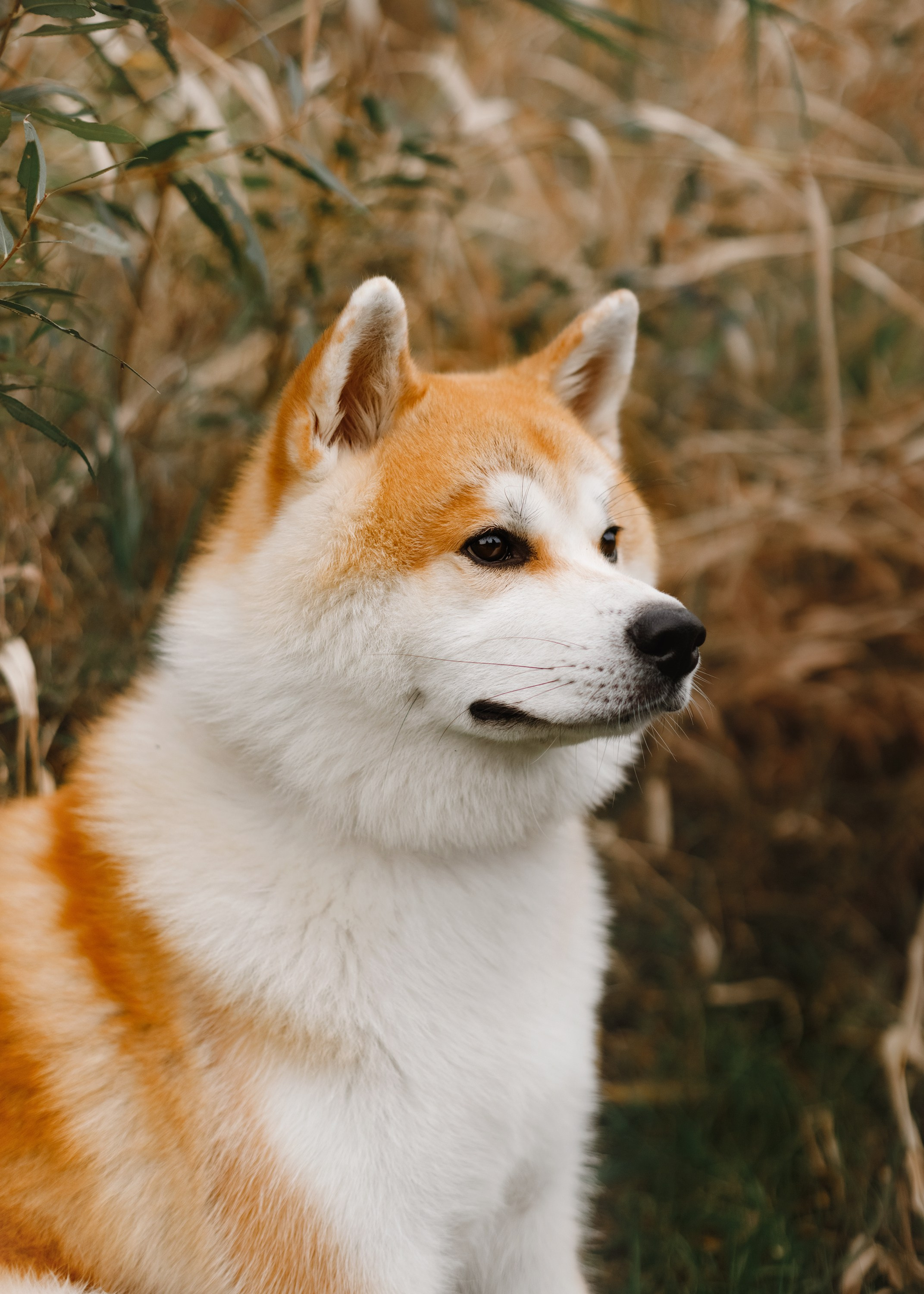Maria & Kenji. Kaja | fotograf we Wrocławiu | ludzie i psy