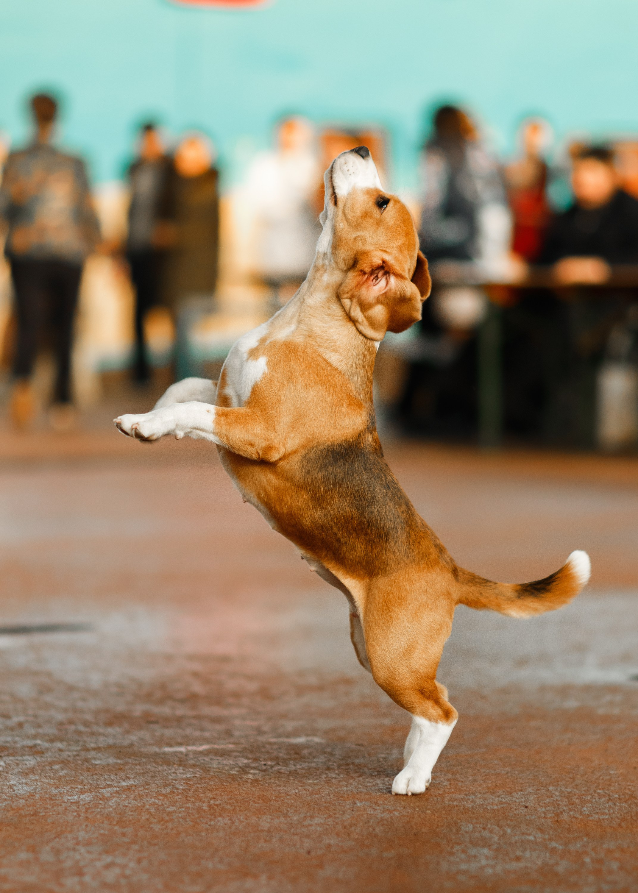 Dog shows | the best ones. Kaja | fotograf psów we Wrocławiu